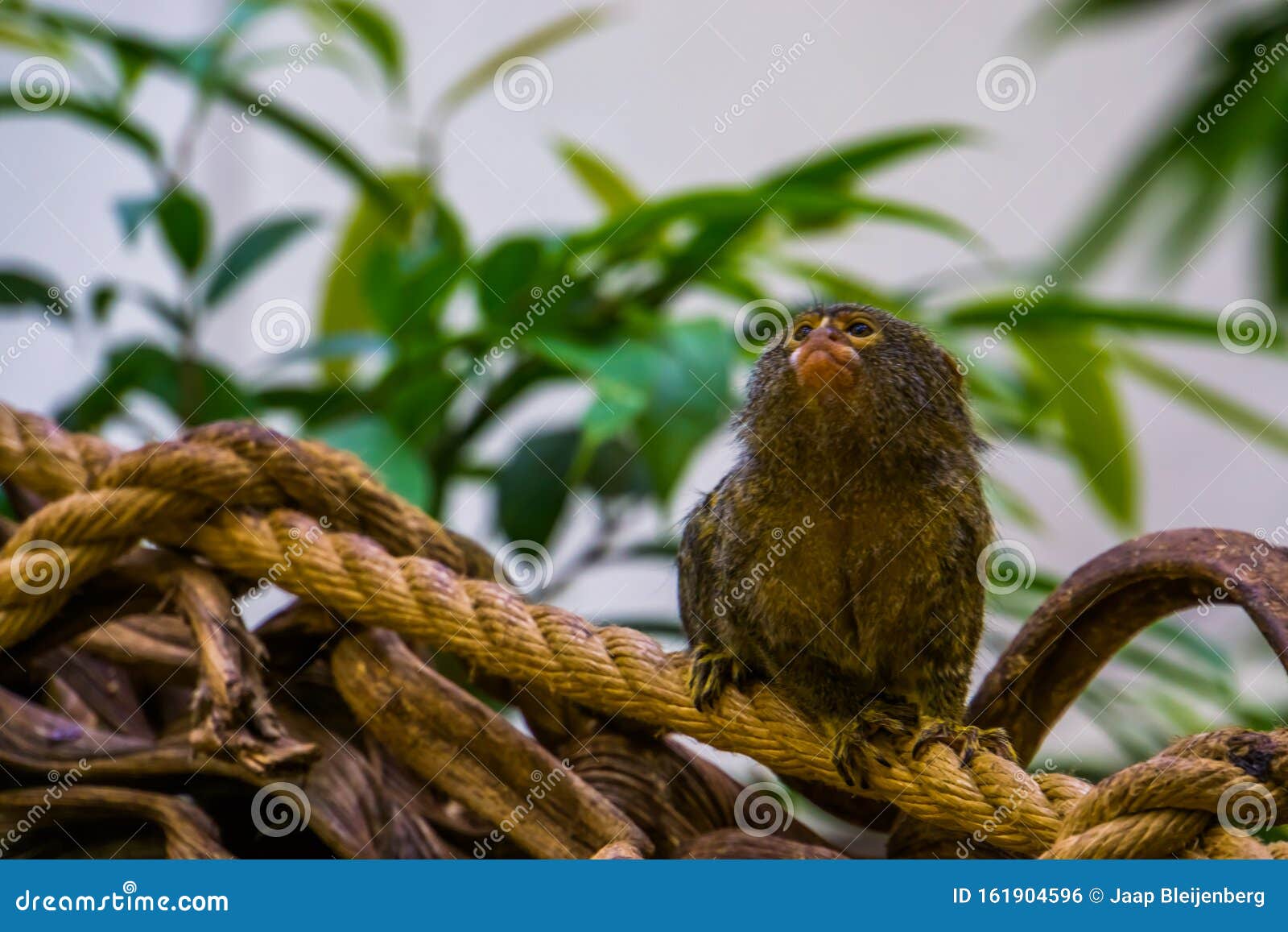 Pygmy Marmoset in Closeup, Small Cute Tropical Monkey, Exotic Animal Specie  from America Stock Photo - Image of callitrichidae, animal: 161904596