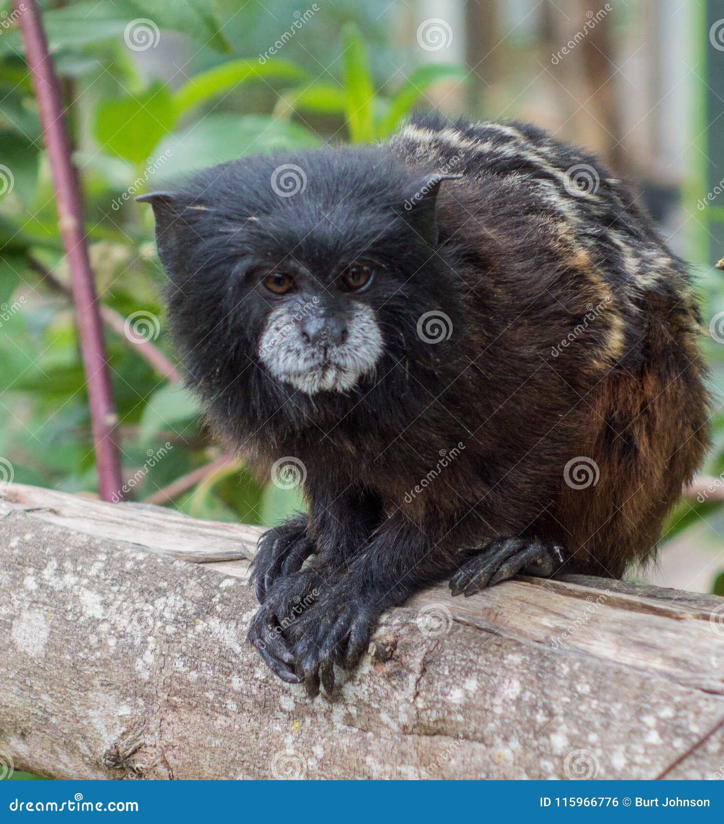pygmy monkey sits on rail
