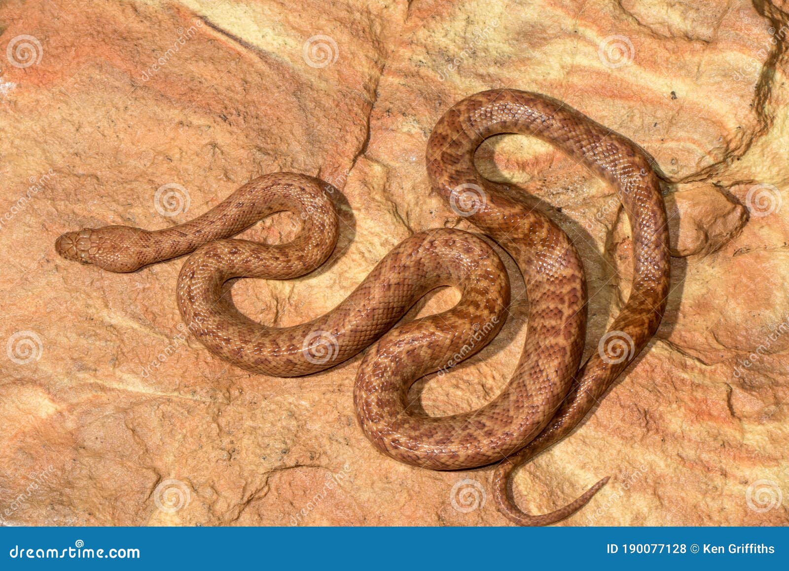 Pygmy python