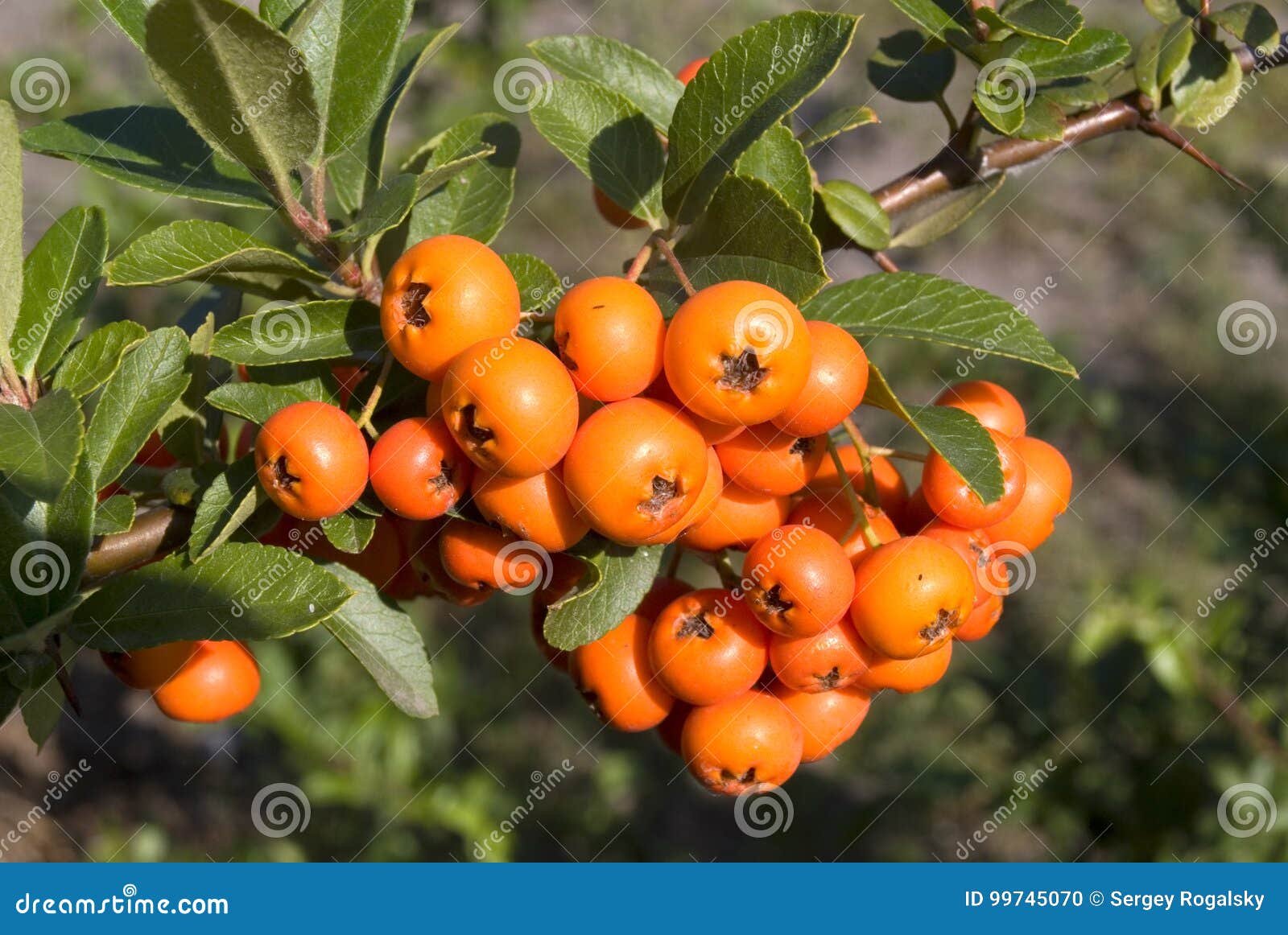 Pyracantha berry bush stock photo. Image of fruitage 99745070