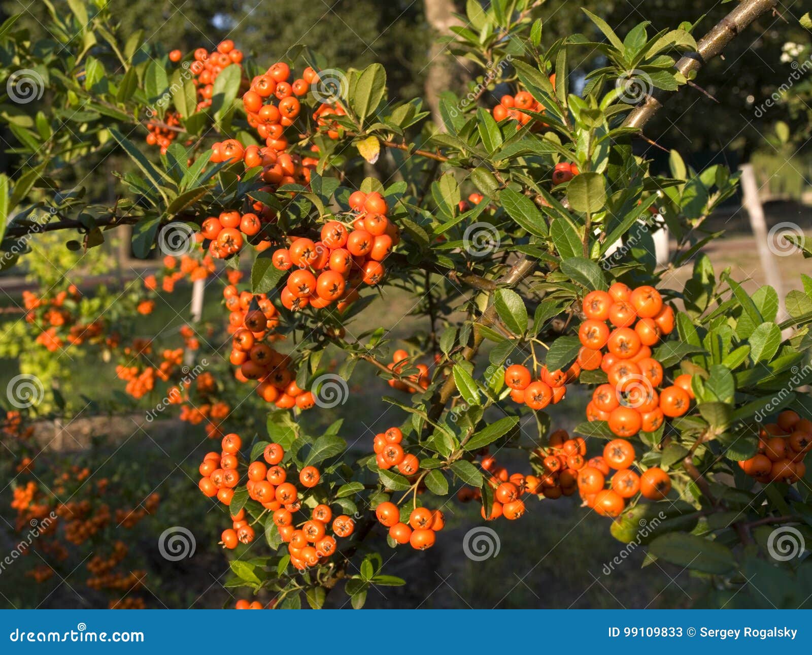 Pyracantha berry bush stock image. Image of bush, plant 99109833