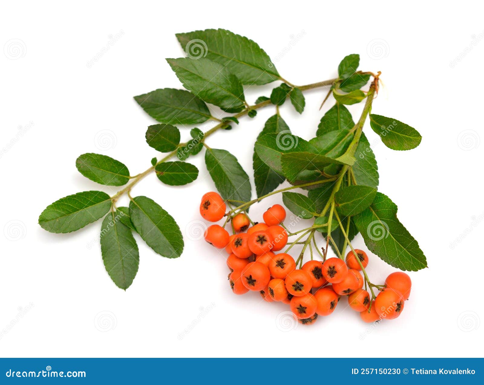 Pyracantha, Common Names Firethorn or Pyracantha. Isolated on White ...