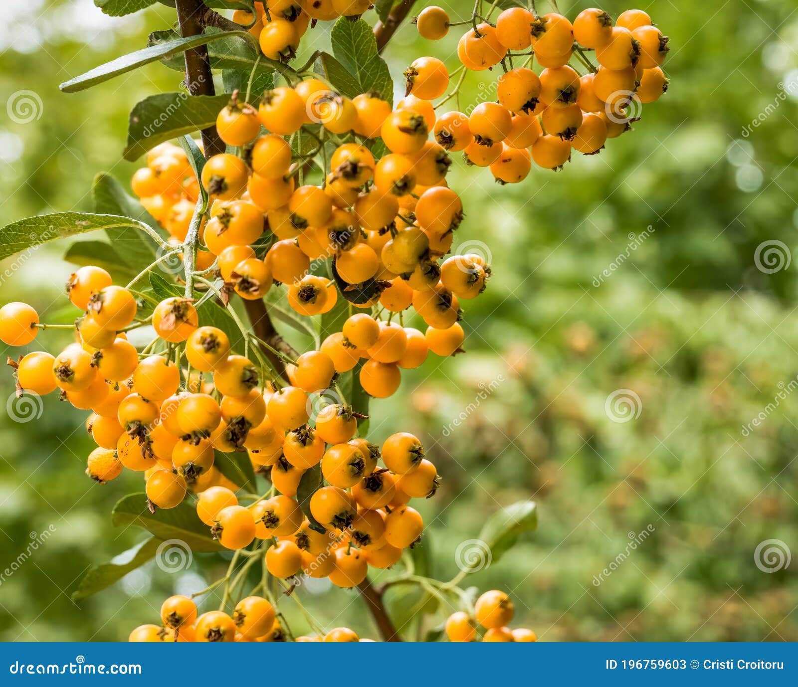 Pyracantha Orange Berries Evergreen Shrub Stock Image Image of