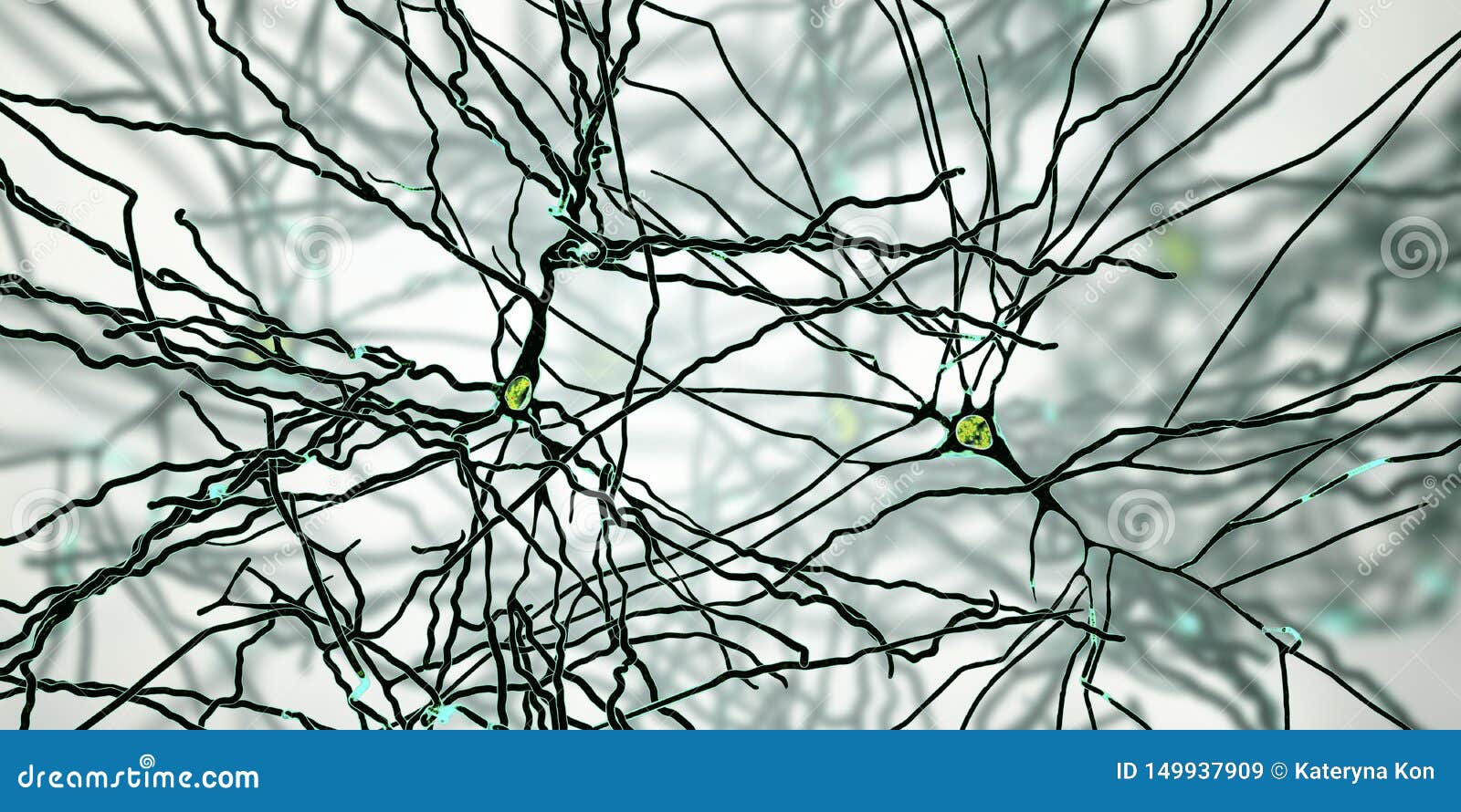 number of neurons in human brain number of neurons in human brain