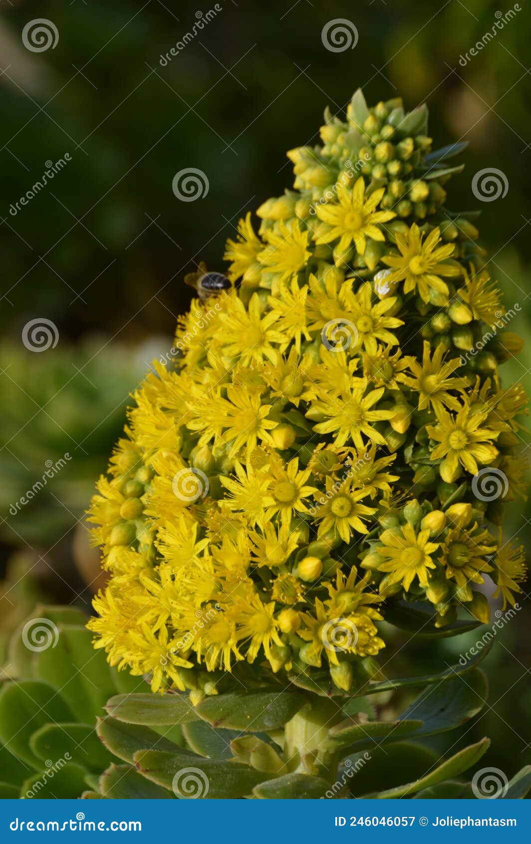 Pyramidal Panicle of Bright Yellow Aeonium Arboreum, Flowers Stock ...