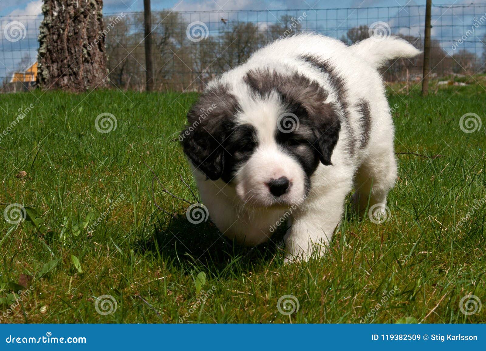 Pyrenean Mastiff Puppy 5 Weeks Stock Image Image Of Newfoundland Mastiff 119382509