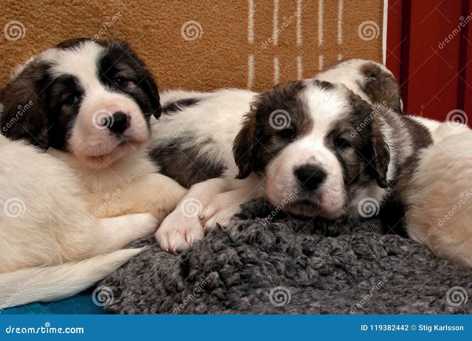 Pyrenean Mastiff Puppy 5 Weeks Stock Photo Image Of Spanish Competition 119382442