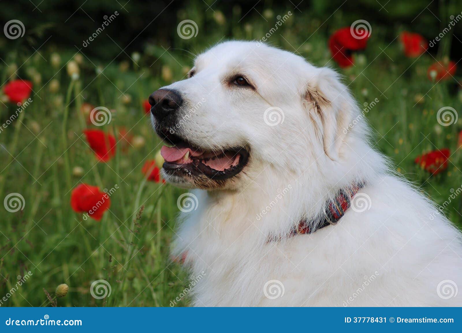 Pyrenean mountain dog stock image. Image of canine, look ...