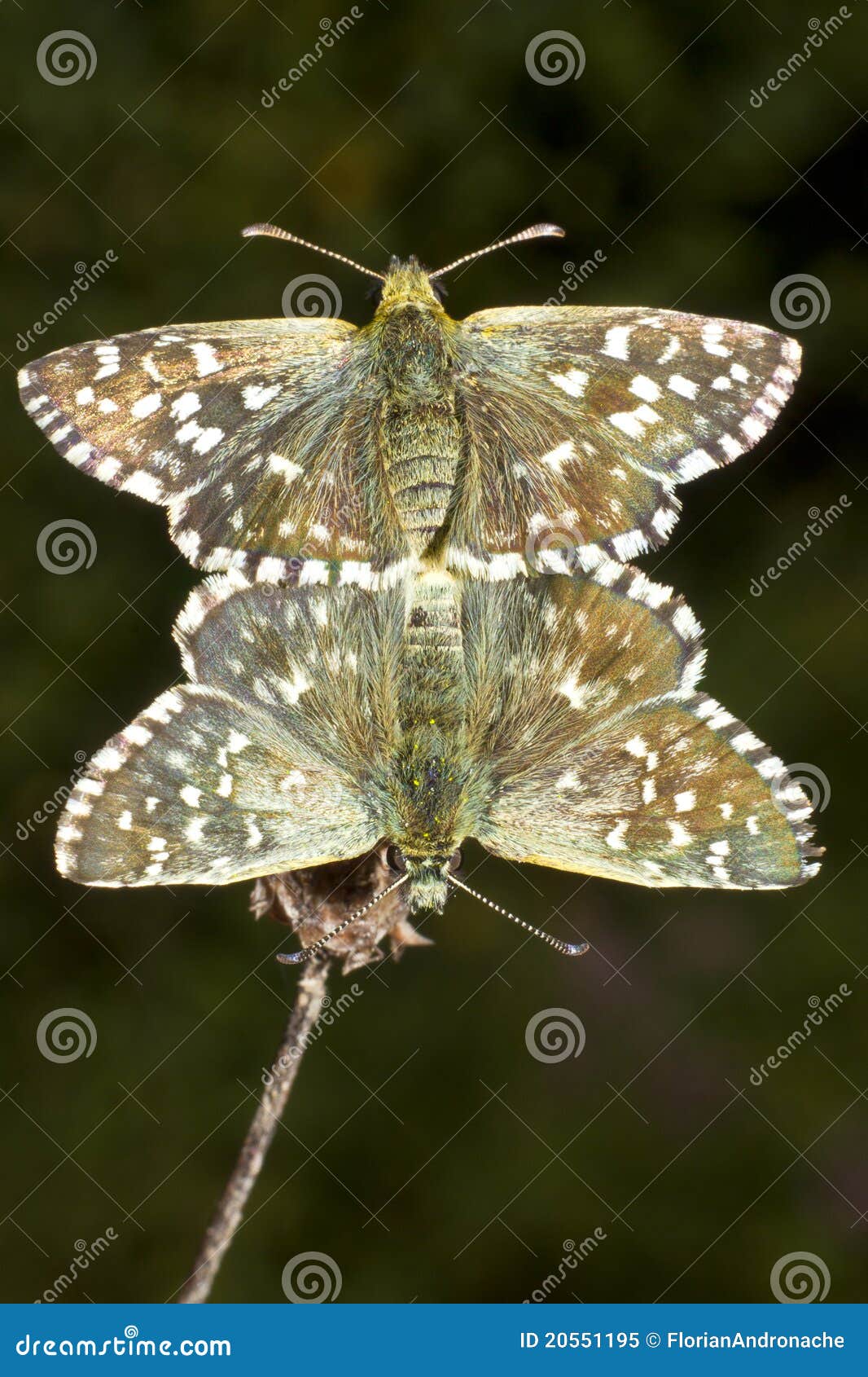 pyrgus malvae butterfly mating (grizzled skipper)