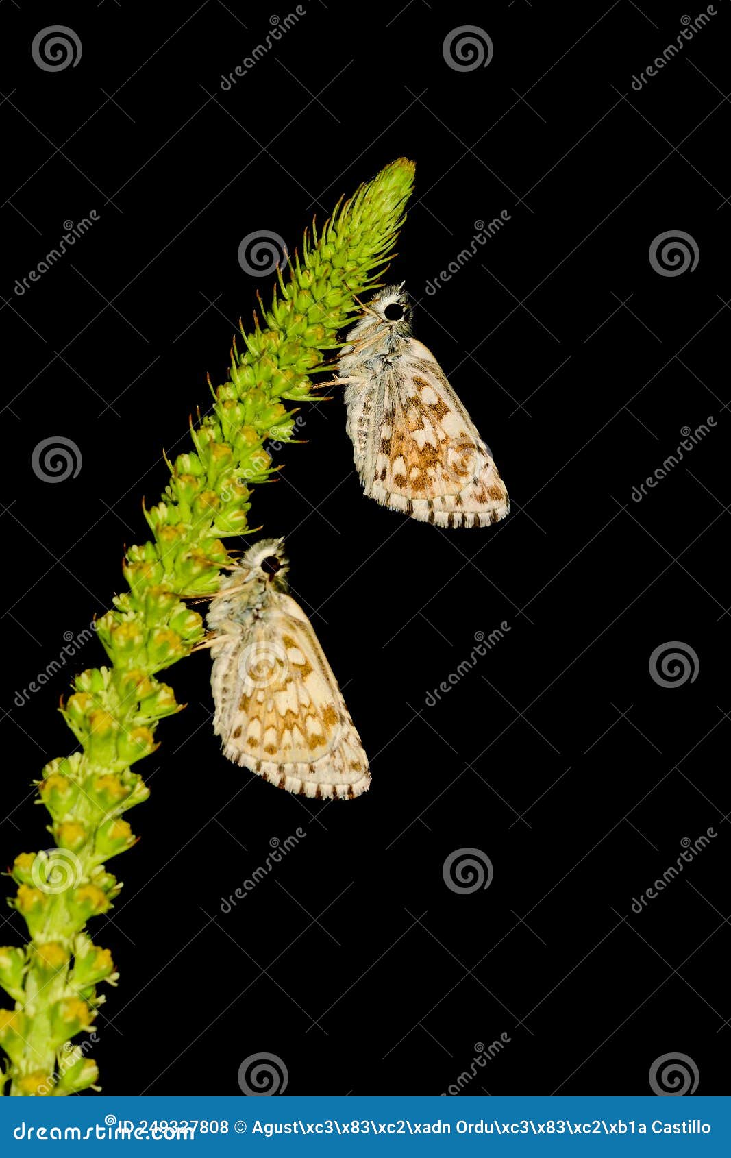 pyrgus onopordi or the bigornian checkered, is from the hesperiidae family