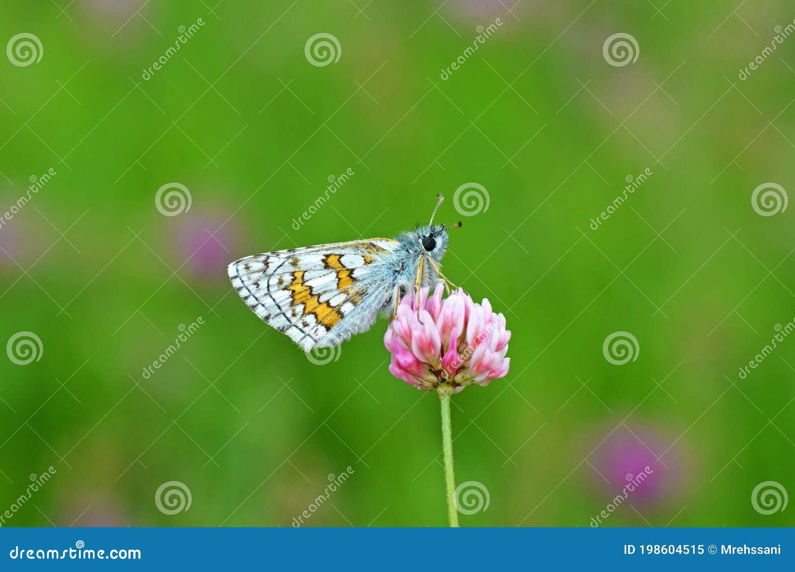 pyrgus sidae , the yellow-banded skipper butterfly