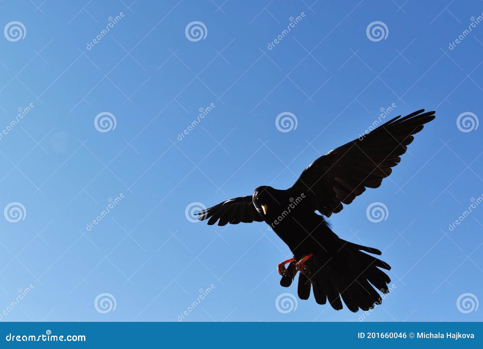 pyrrhocorax graculus in cortina dÃÂ´ampezzo