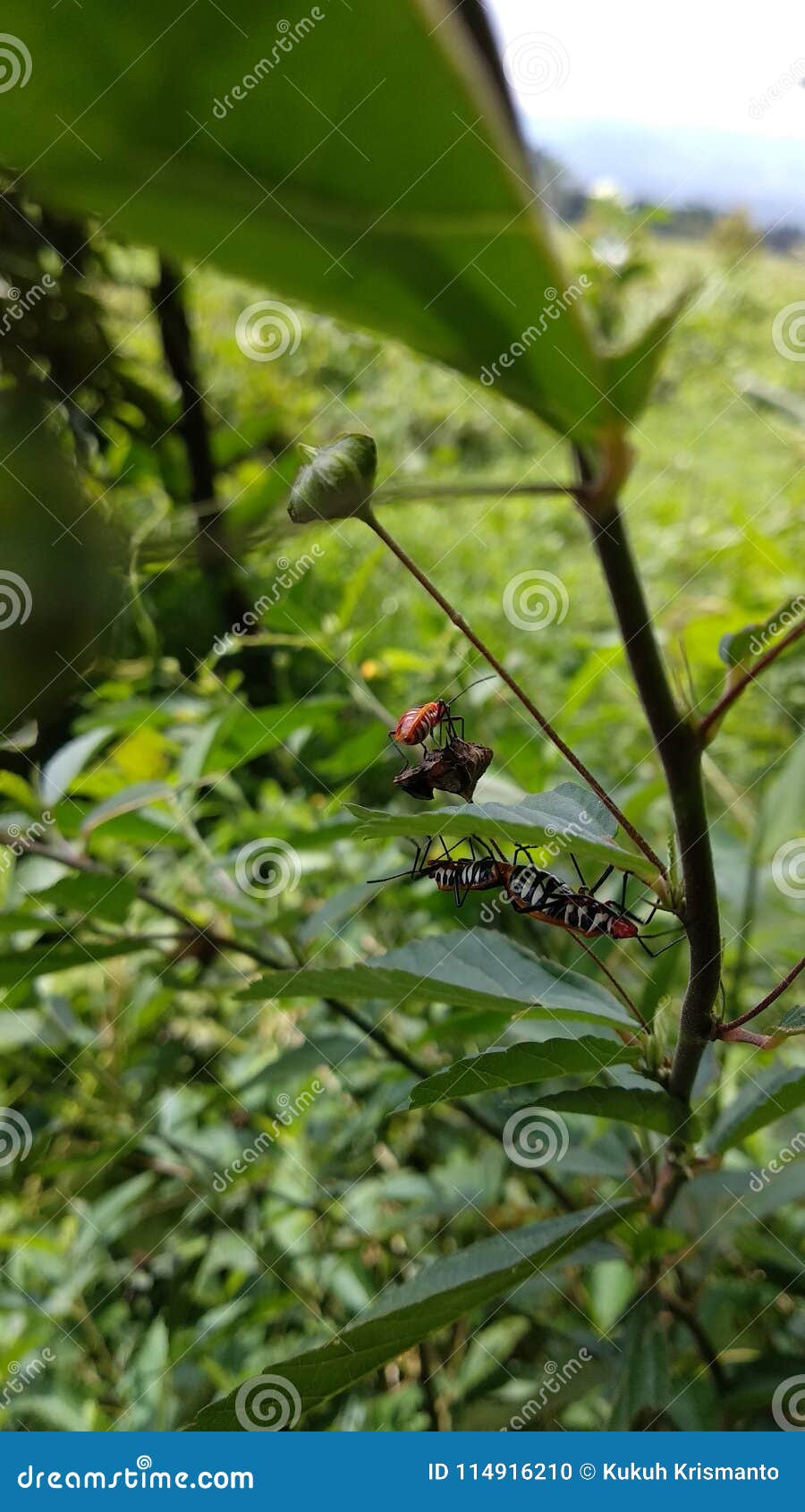 Pyrrhocoridae stock photo. Image of dysdercus, jruen - 114916210 Pyrrhocoridae stock photo. Image of dysdercus, jruen - 114916210