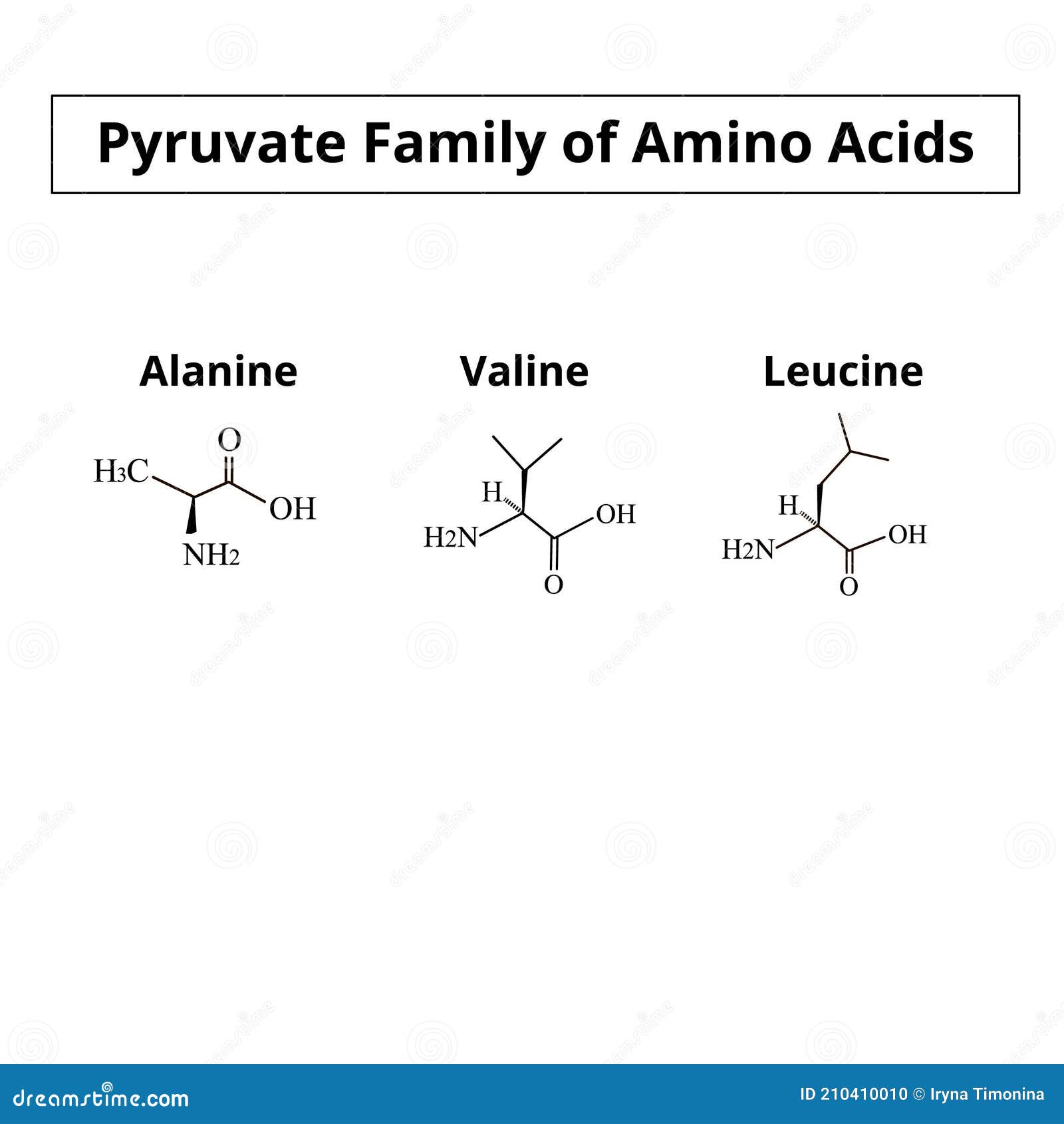 the pyruvate family of amino acids. chemical molecular formulas of amino acid alanine, valine, leucine. 