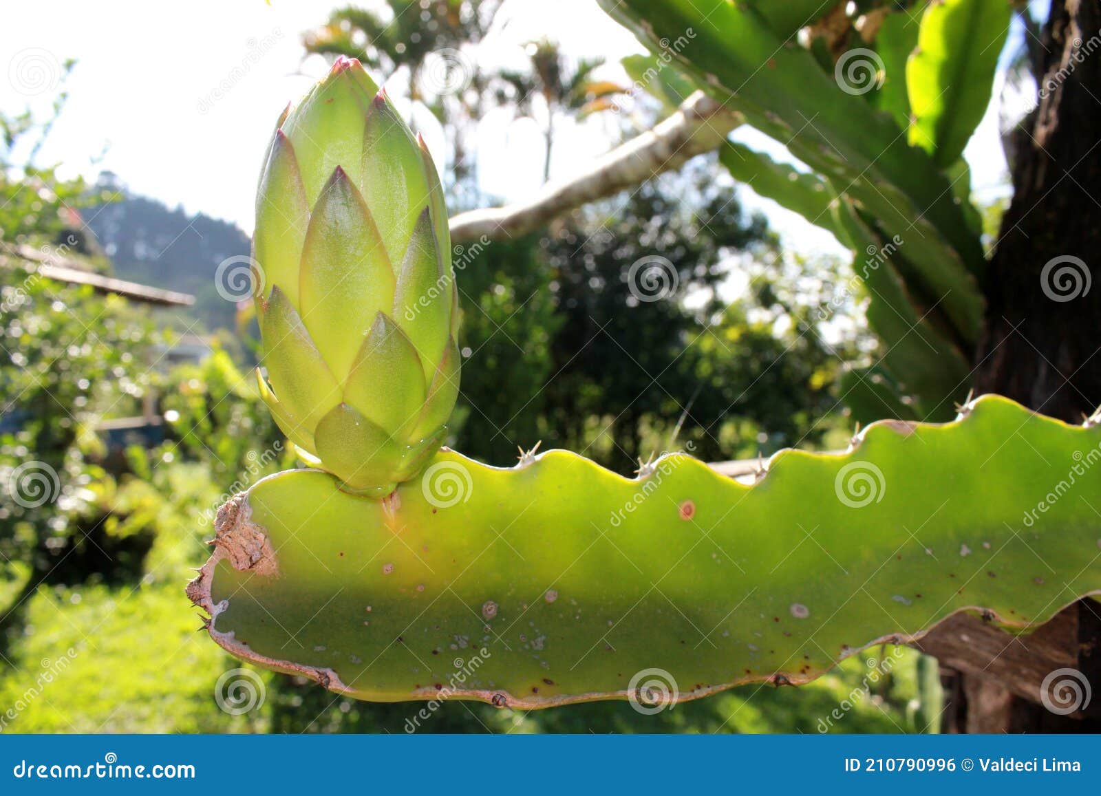 Button of Pitaya Dragon Fruit Flower on a Green Stem. Food Agriculture  Stock Photo - Image of summer, natural: 210790996