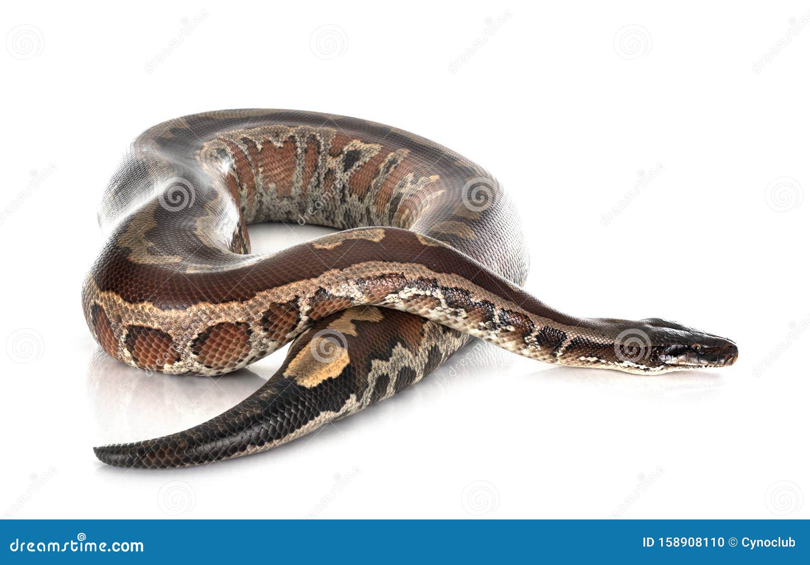 python brongersmai in studio