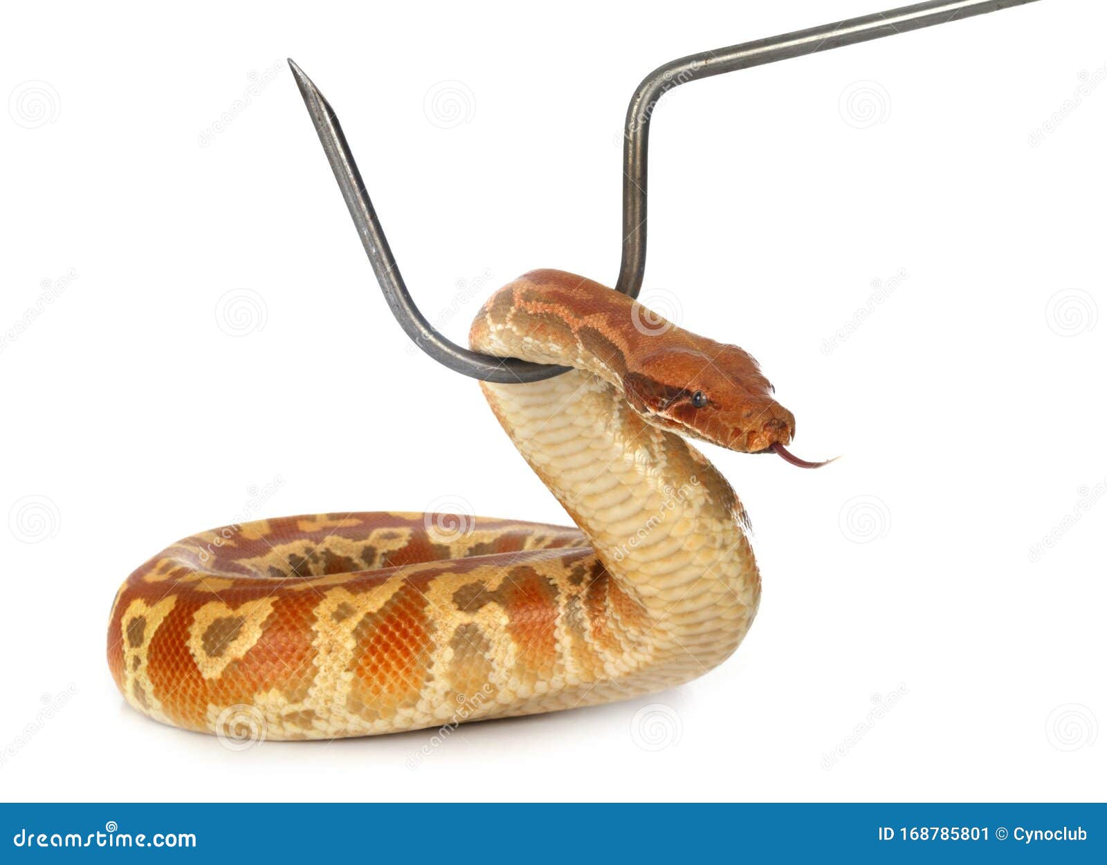 python brongersmai in studio