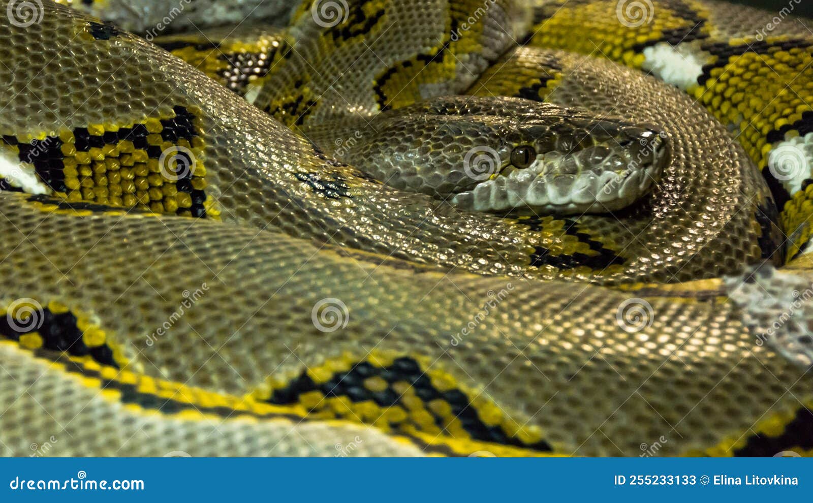 python snake background