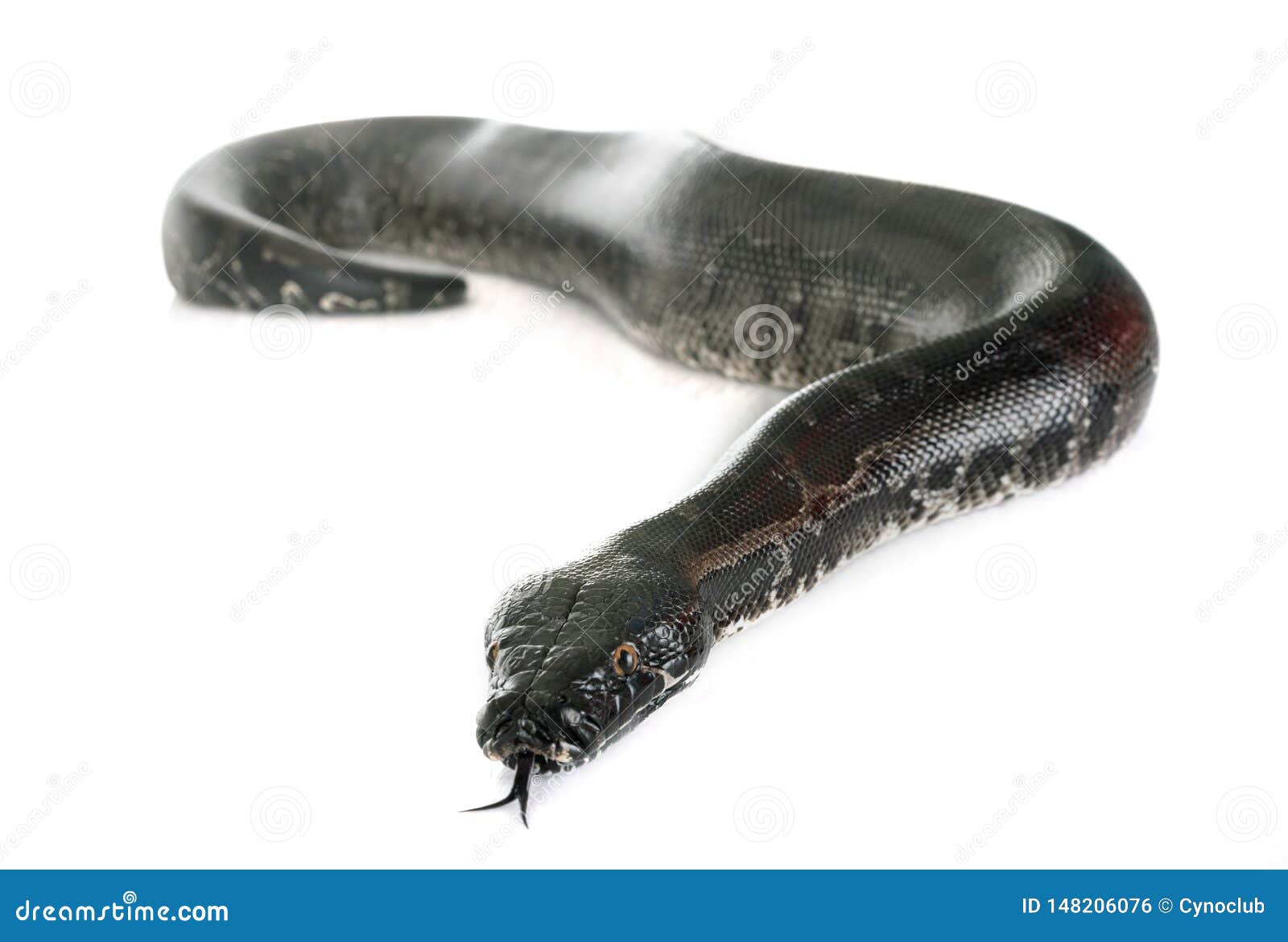 python curtus in studio
