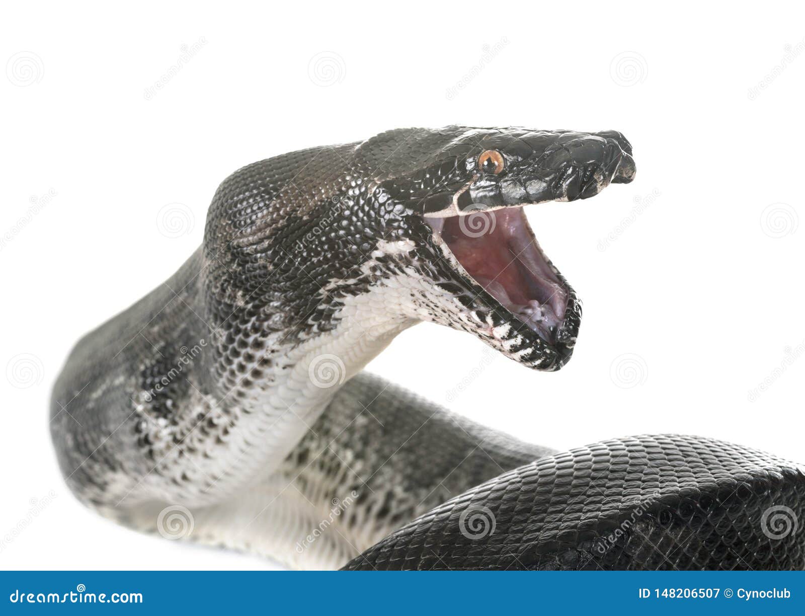 python curtus in studio