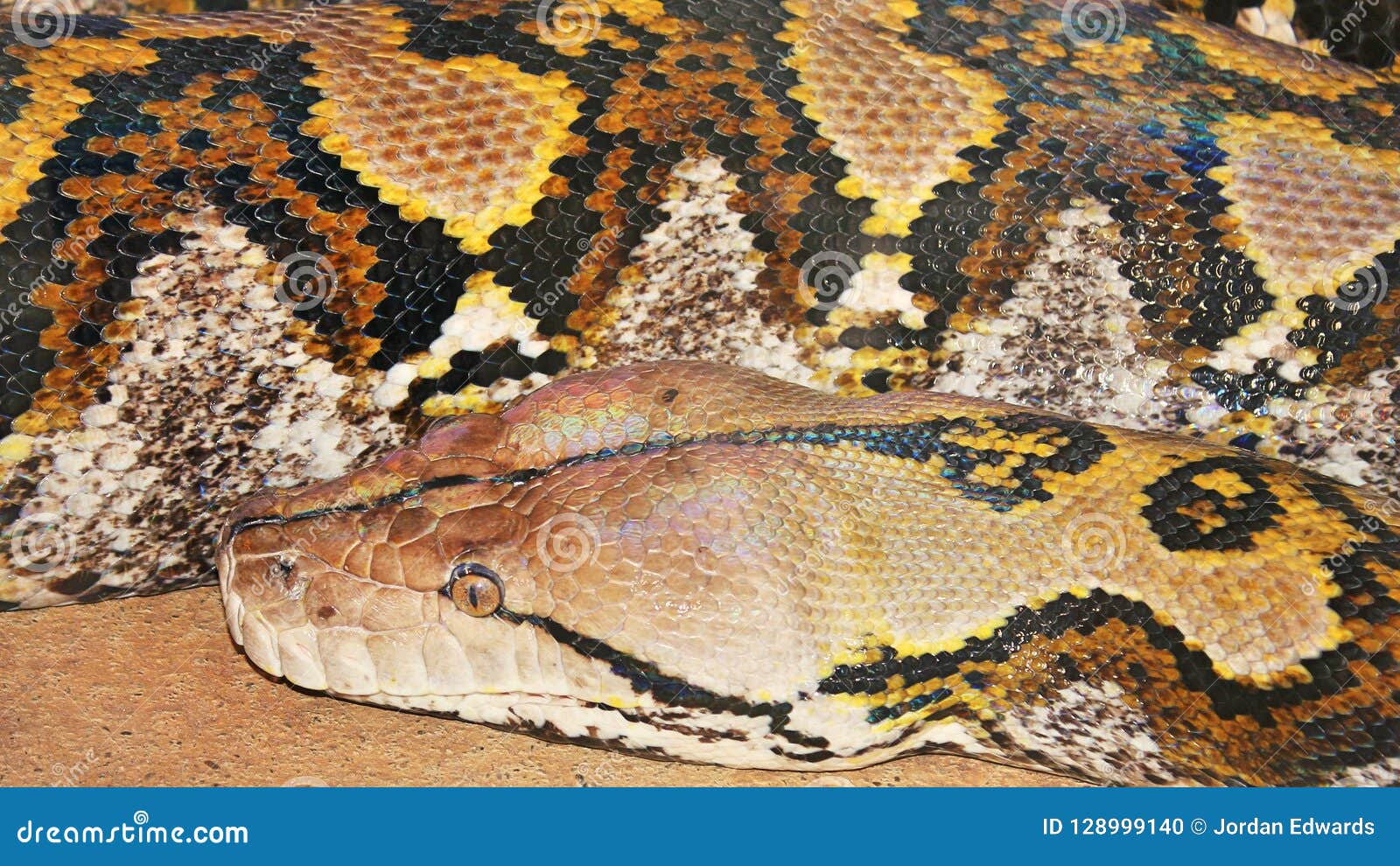 Python On Display At A Garden In South Dakota Stock Photo Image