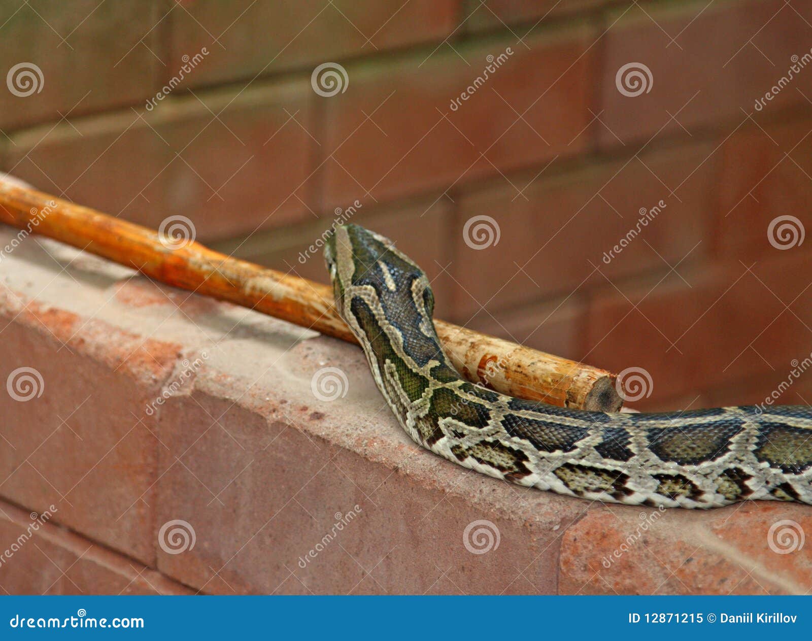 Python snake on brick wall stock image. Image of tropical 12871215