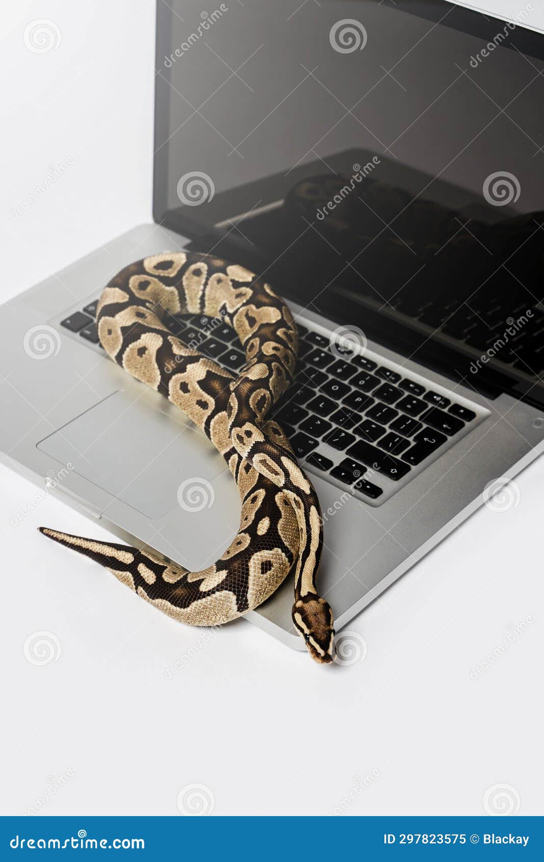Python Snake and Laptop Computer. Concept of Using High-level ...