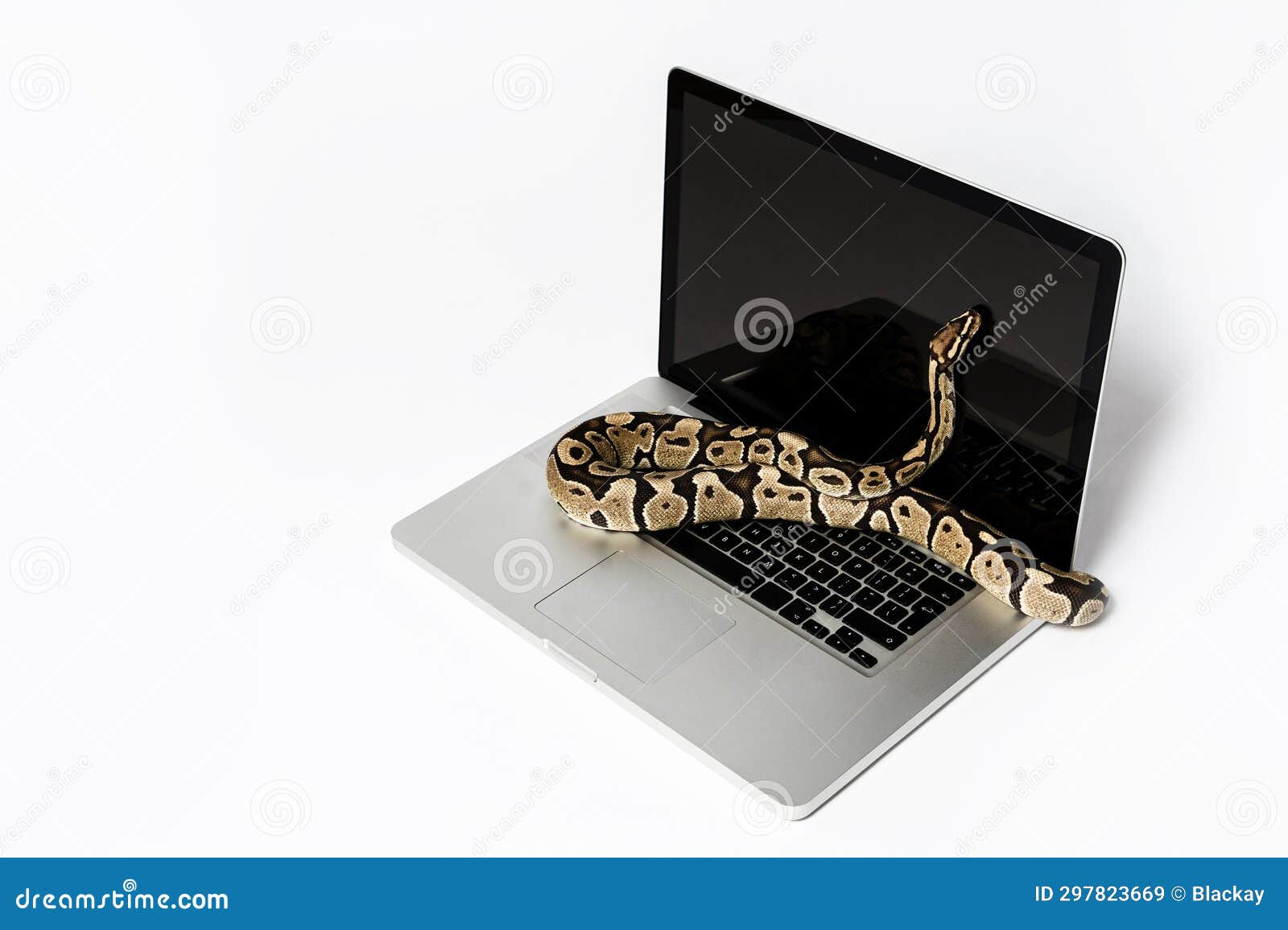 Python Snake and Laptop Computer. Concept of Using High-level ...