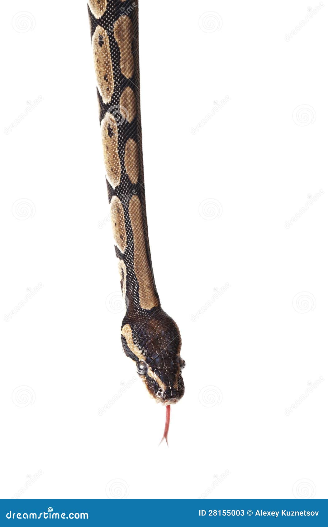 python snake showing forked tongue