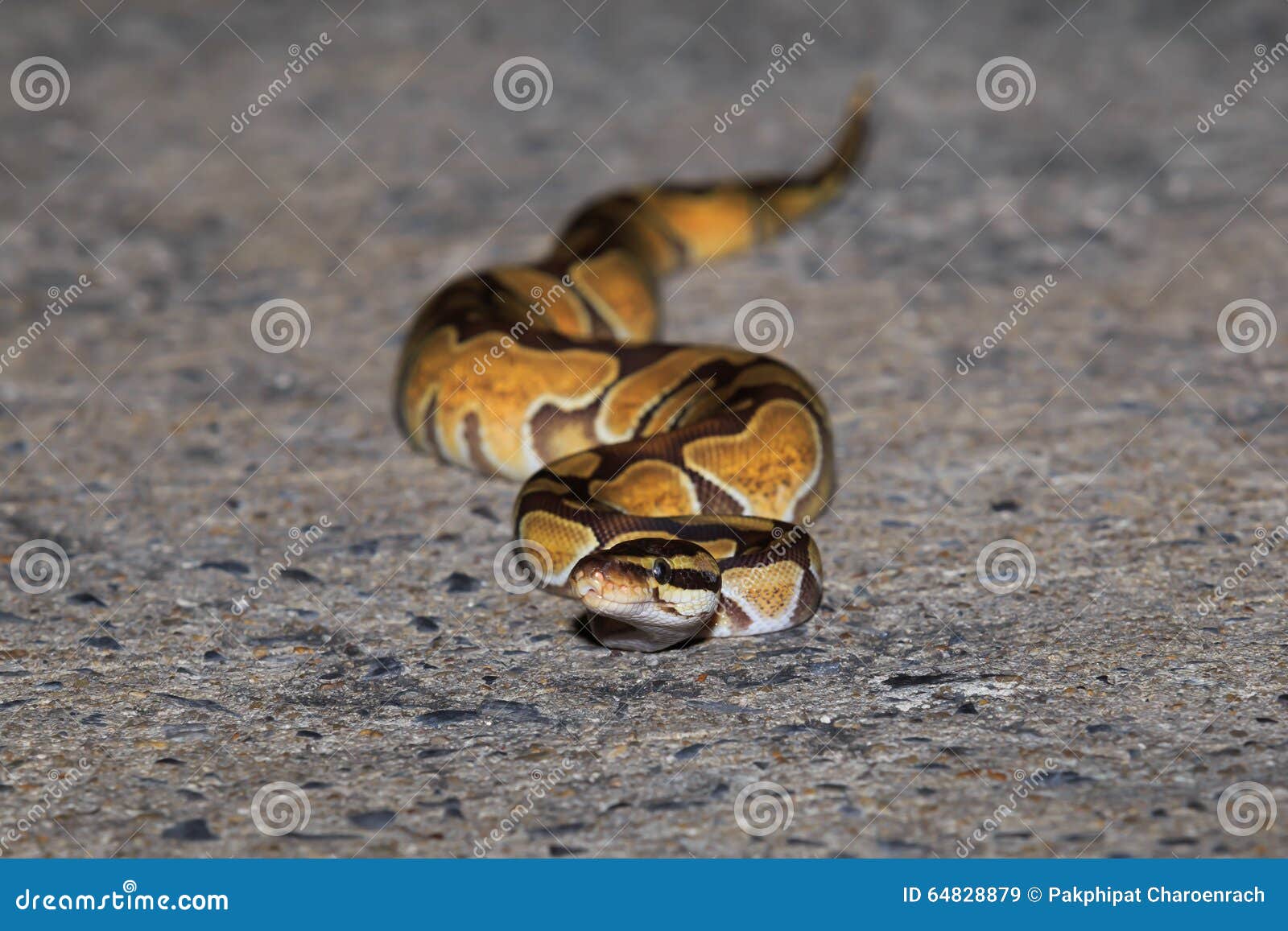 a python snake on sideway road.