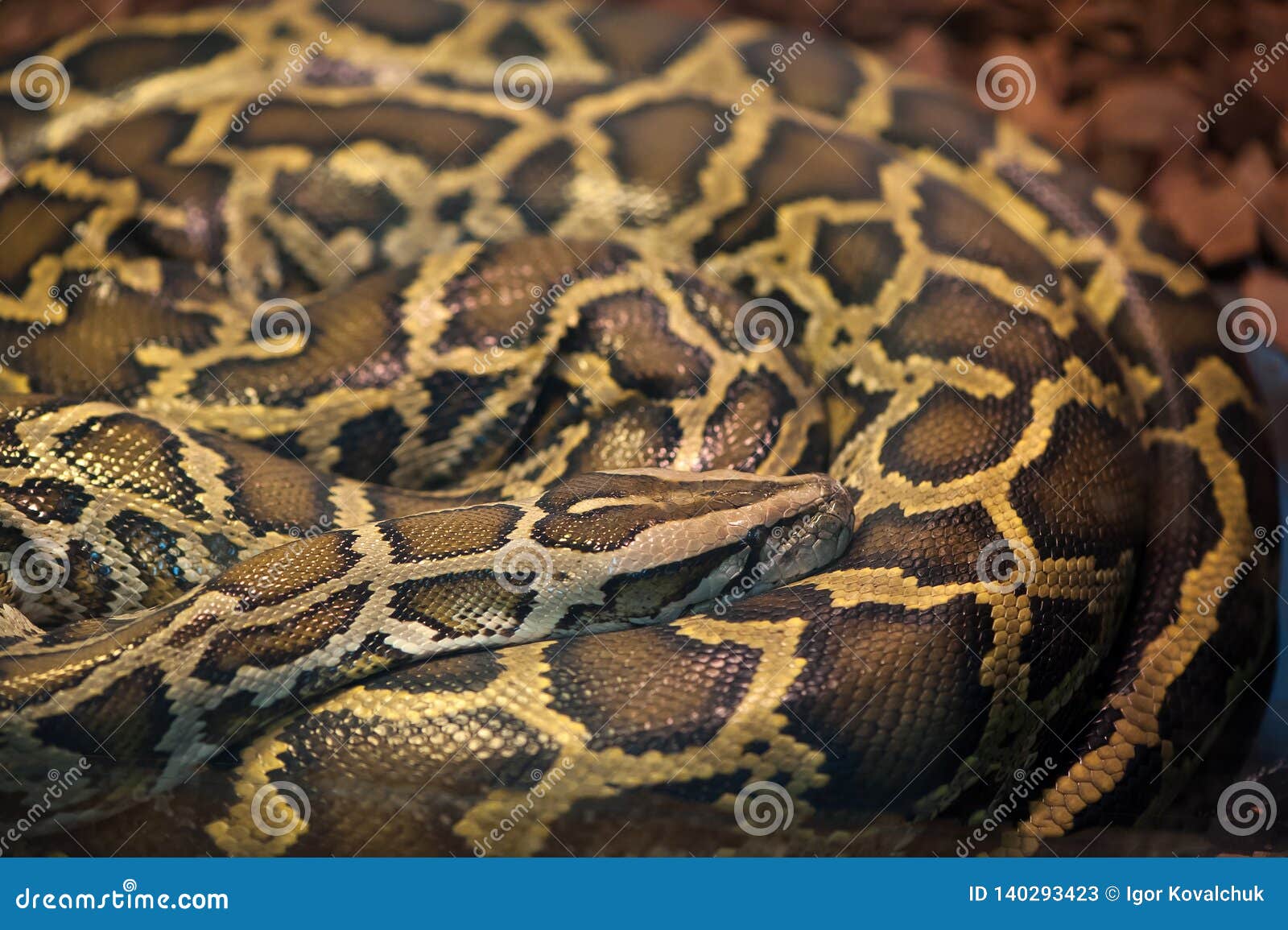 python sleep python sleep