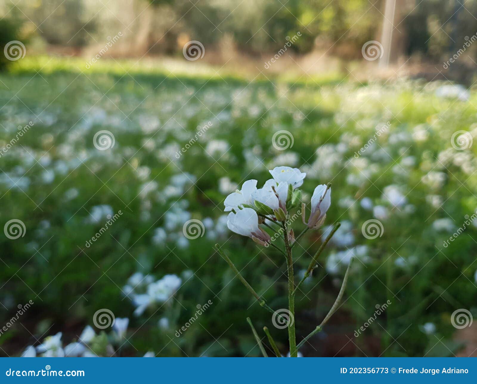 pÃÂ©talos green blancos