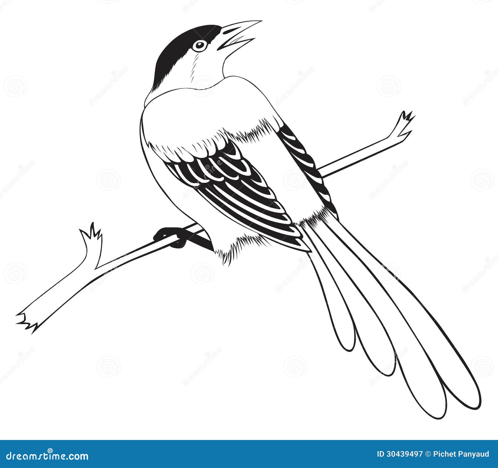 El Turpial Para Colorear / Simbolos Naturales Araguaney