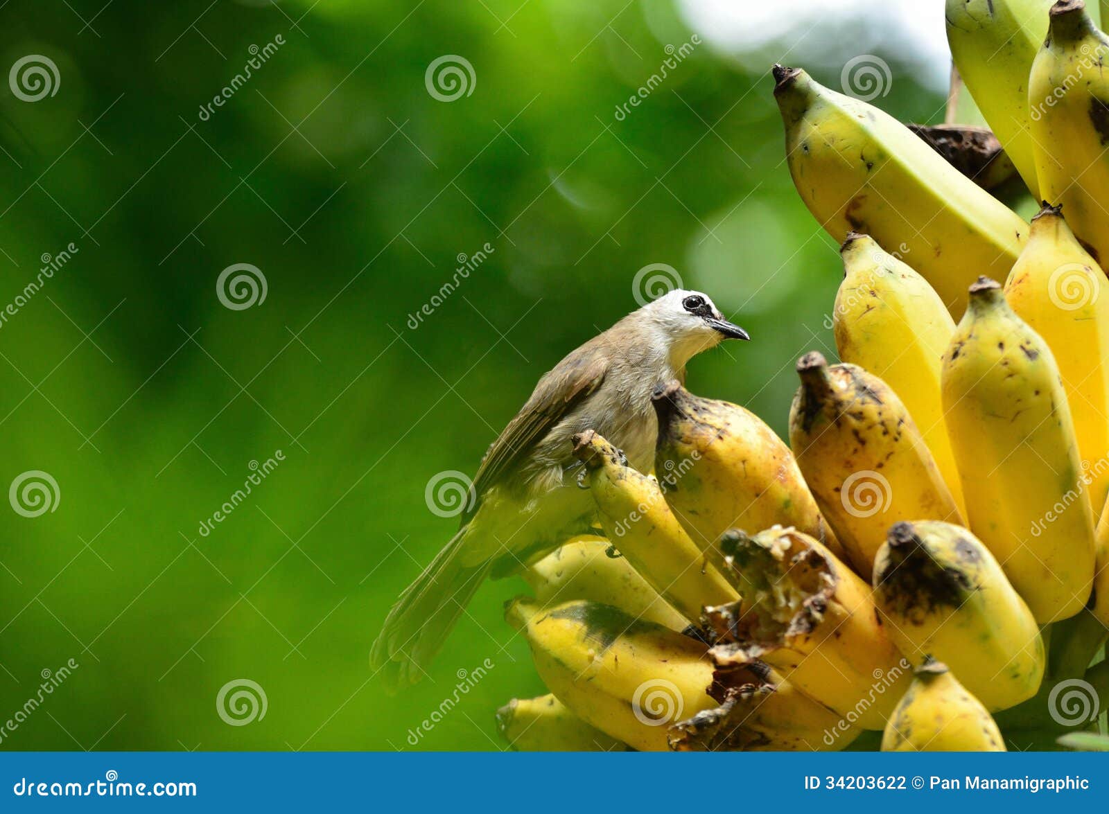 Pájaro que come plátanos foto de archivo. Imagen de verde 34203622