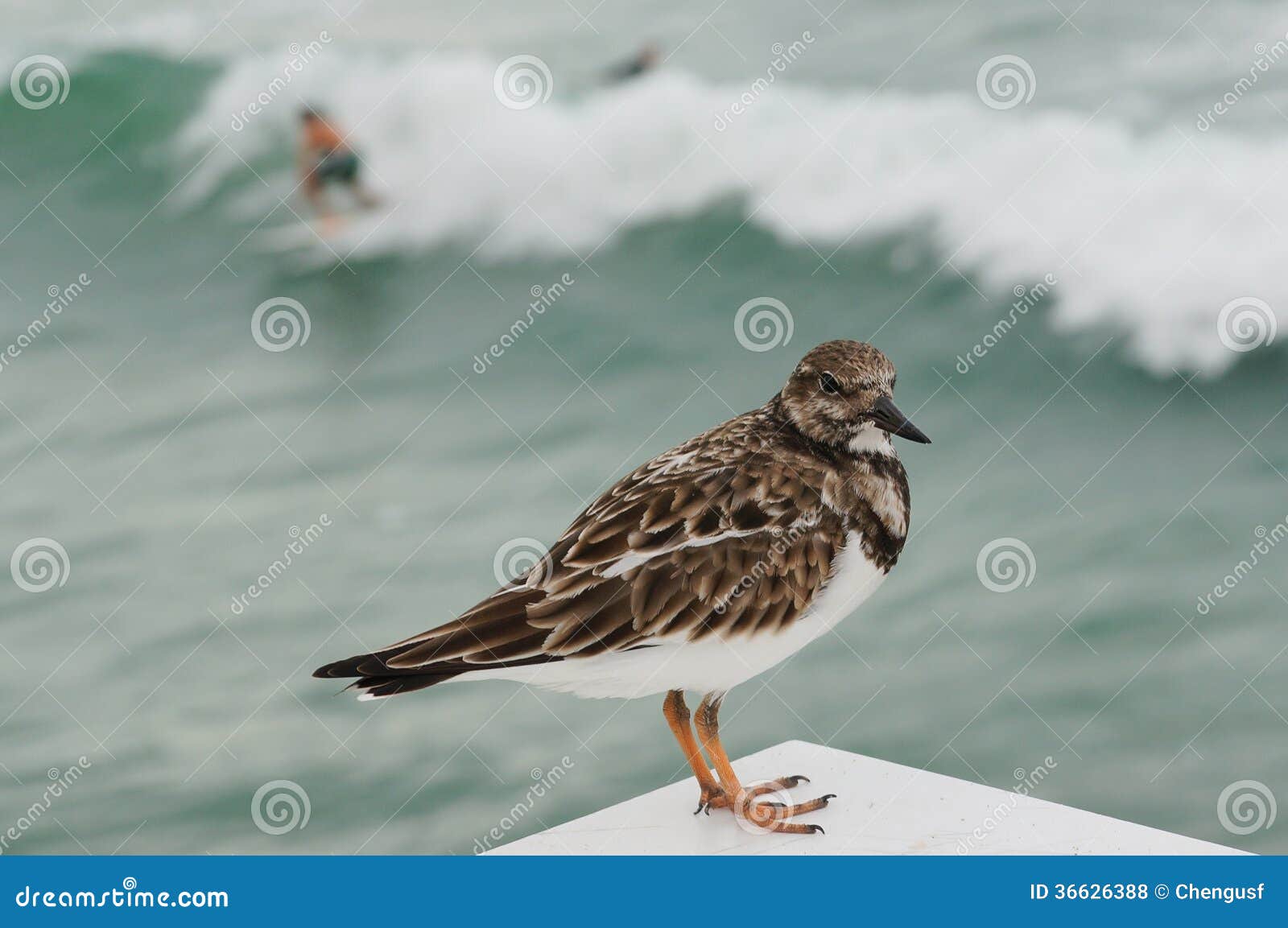Pájaros De Orilla, Playa Del Juno, La Florida Foto de archivo Imagen