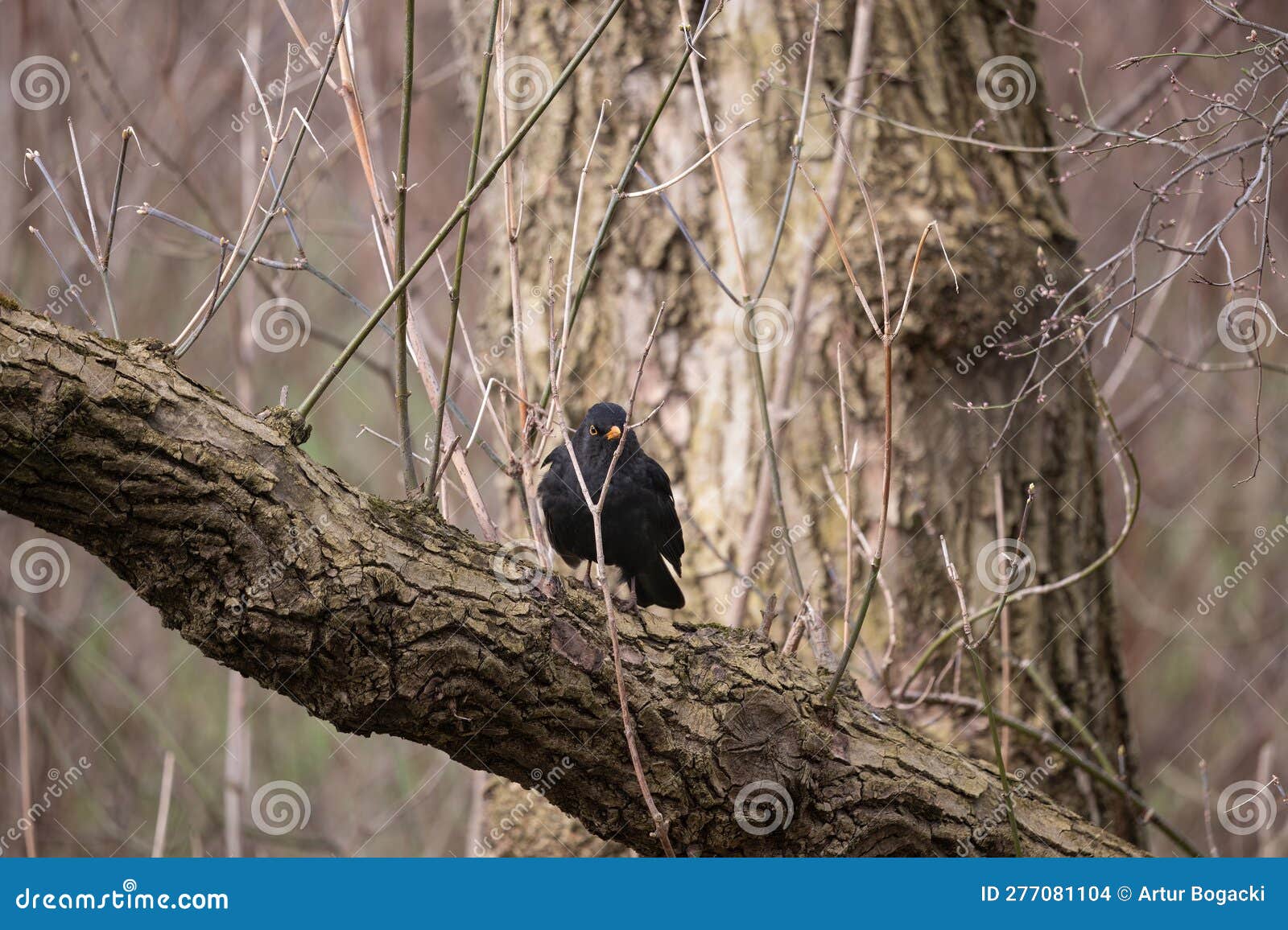 Pássaro negro eurasiático na árvore. Melão-preto-comum-turdus-merula ou-negra eurasiática-macho-pássaro-verdadeiro-macho-da-árvore-do-gênero-turdus-turdidae