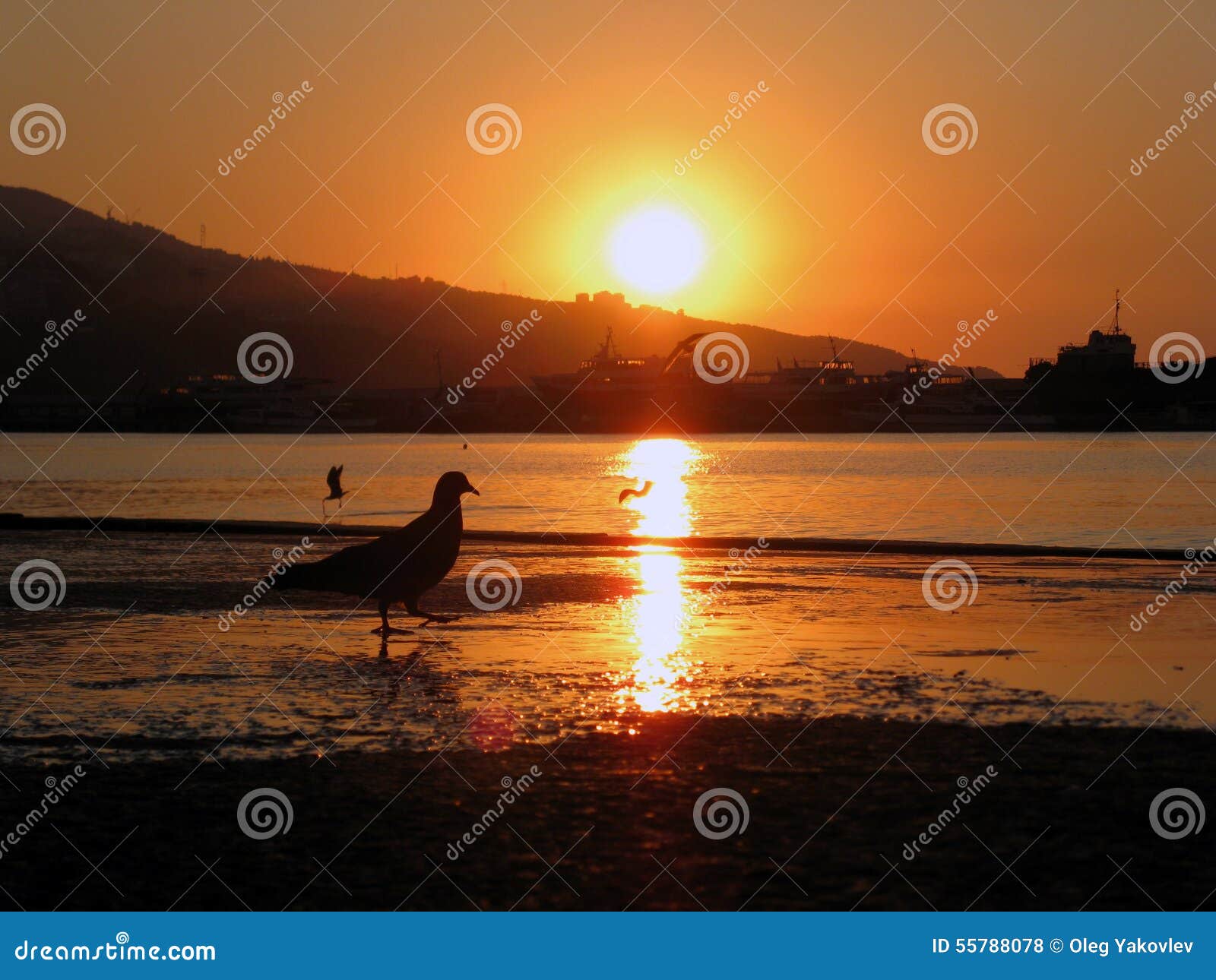 Pássaro no nascer do sol do por do sol da praia. Encalhe com rochas, mar, água refletem o oceano do nascer do sol do por do sol do sol