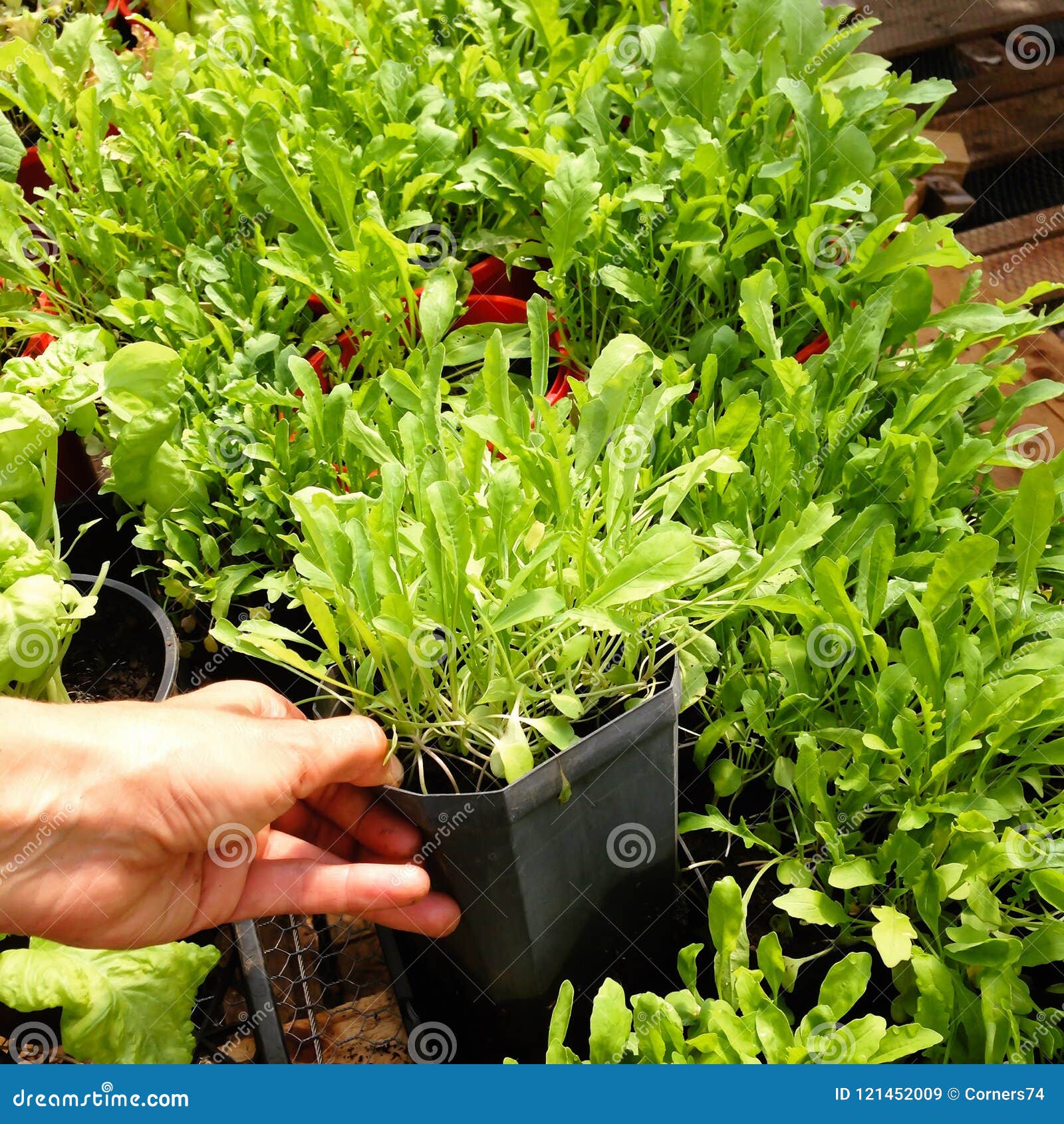 Pépinière de jardin : main tenant le pot en plastique d'usine de l'Arugula ou du Rocket organique - également connu sous le nom de salade de Rucola, de Rugula, de Colewort et de Roquette