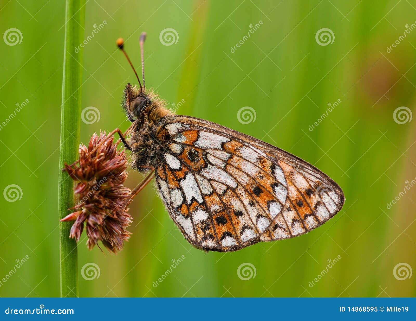 A pérola pequena limitou a borboleta do Fritillary. Uma pérola pequena escura limitou a borboleta do Fritillary que descansa em uma haste de lingüeta.