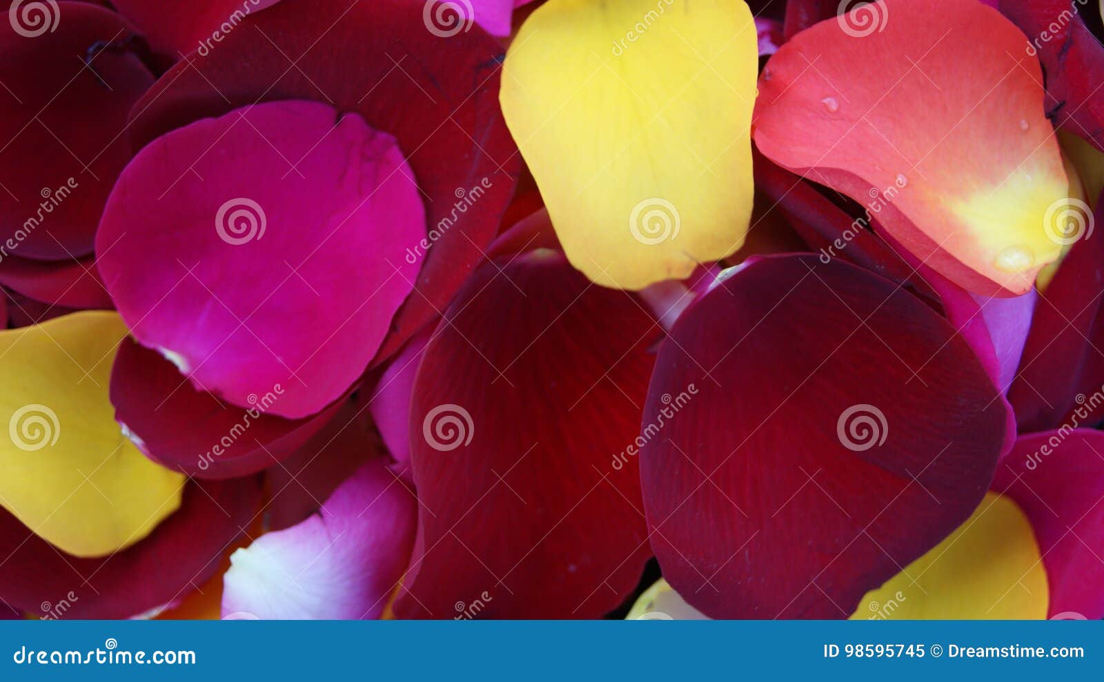 Pétalos coloridos del ` s de la rosa. Manta del ` de las rosas rojas, rosadas, amarillas