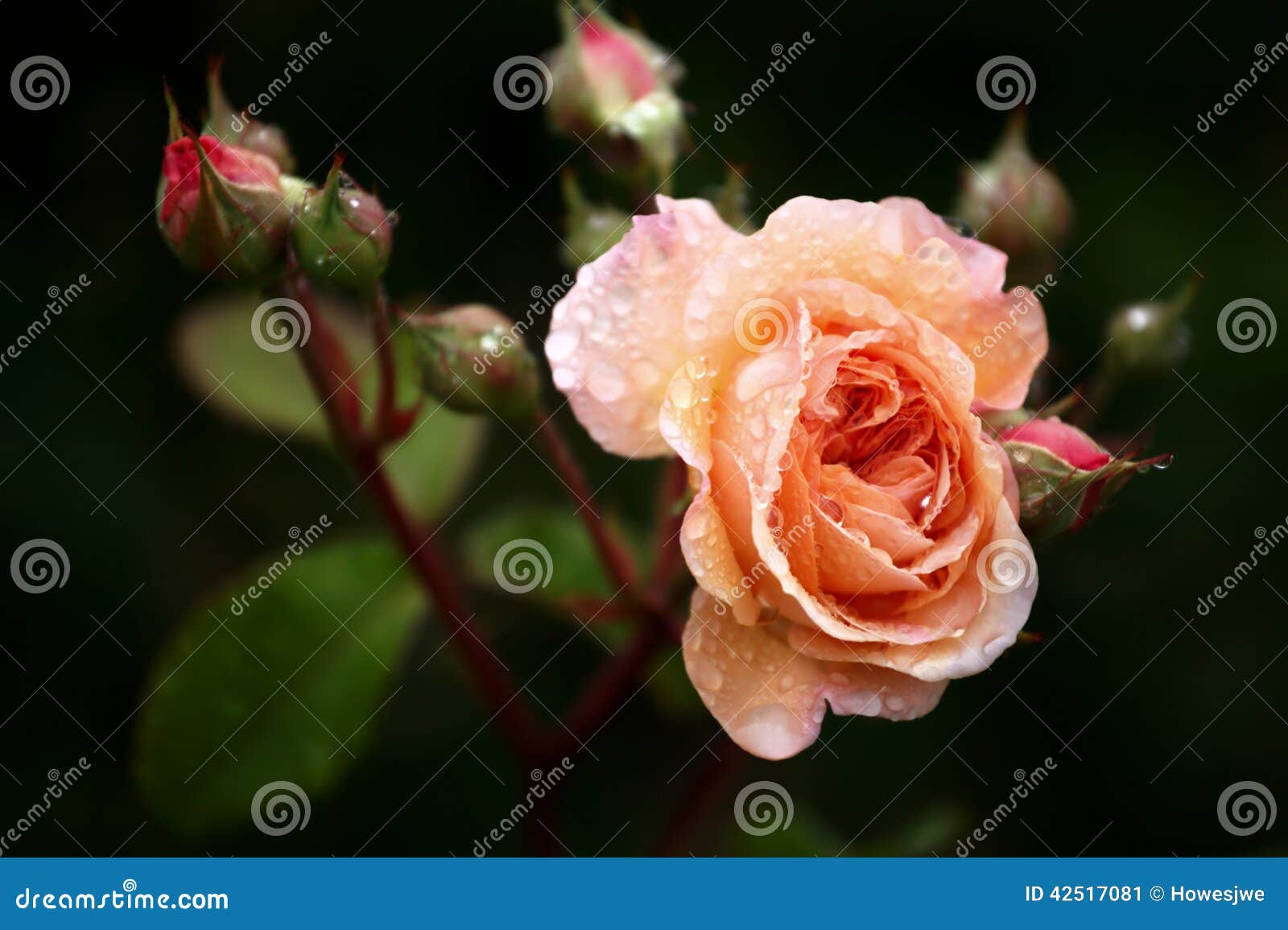 Pêssego Rose After a chuva. Um pêssego delicado aumentou glistens após a precipitação do verão