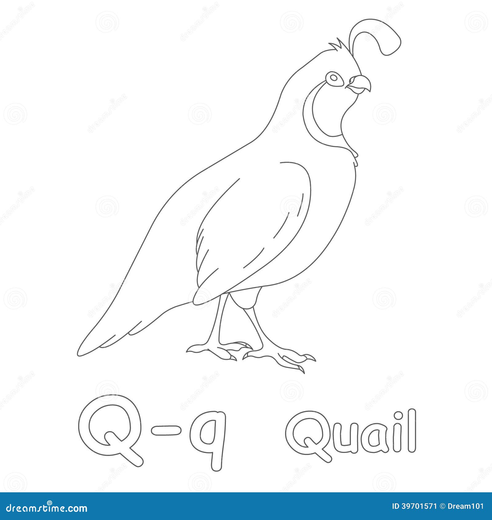 Q for Quail Coloring Page stock illustration. Illustration of ...