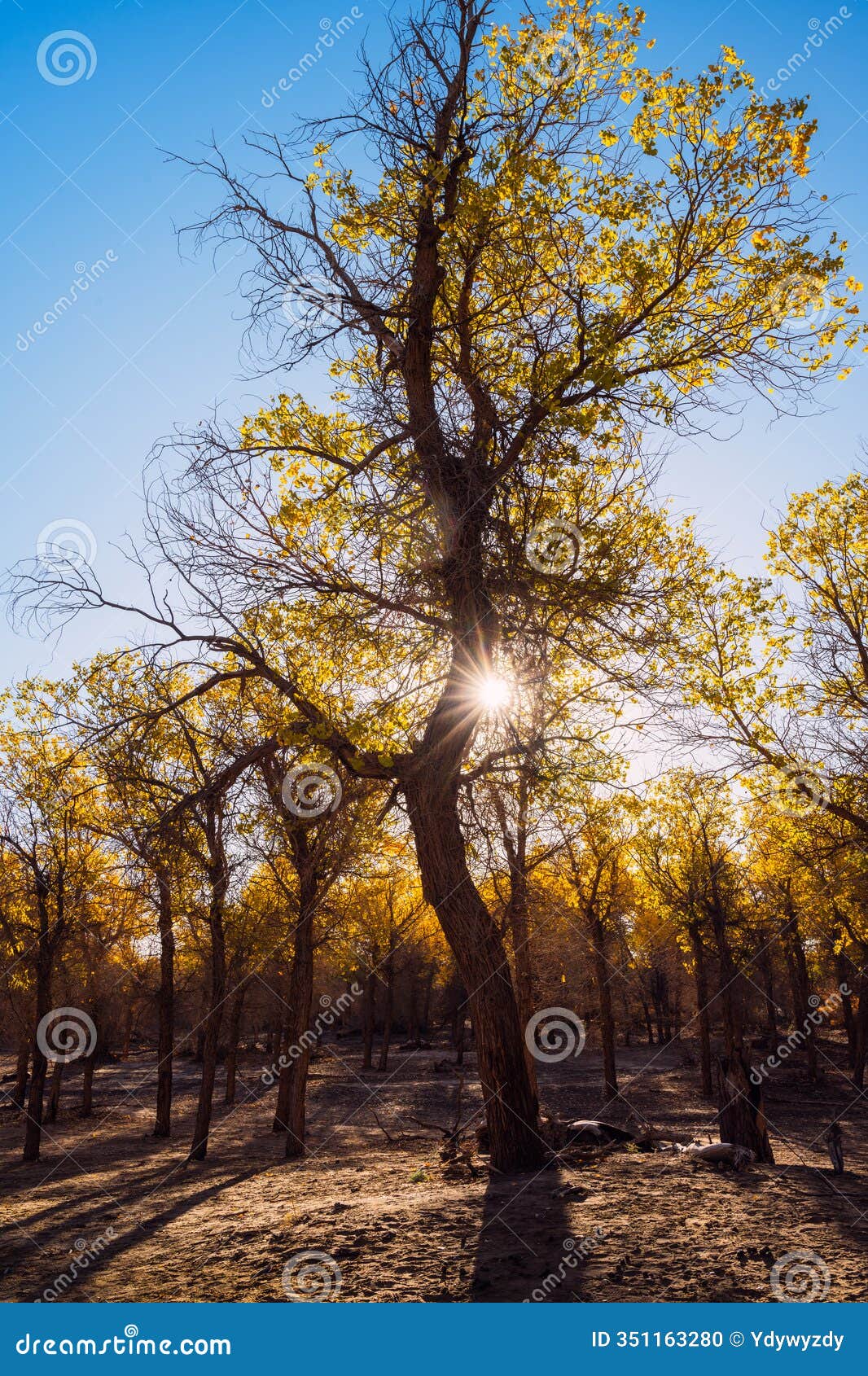 the scenery of qidao bridge in ejina populus euphratica forest, inner mongolia, china