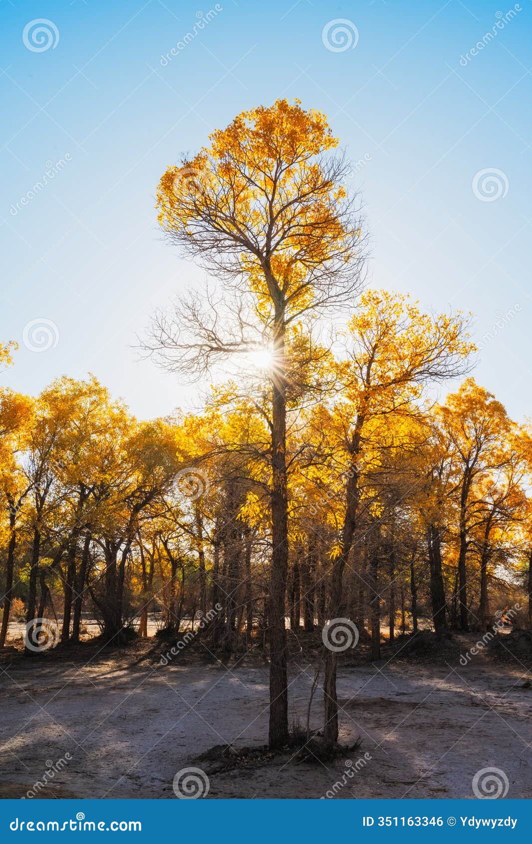 the scenery of qidao bridge in ejina populus euphratica forest, inner mongolia, china