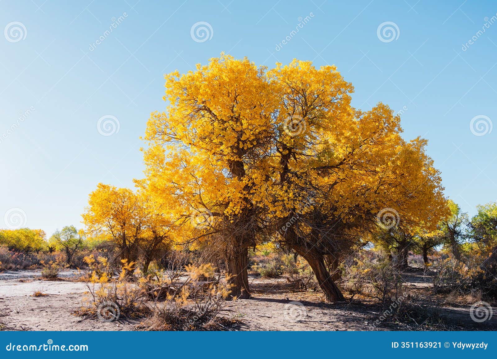 the scenery of qidao bridge in ejina populus euphratica forest, inner mongolia, china
