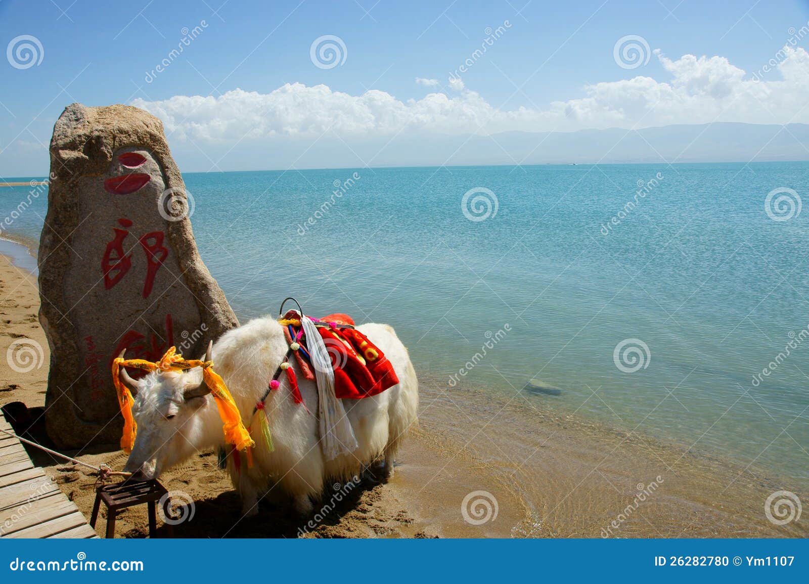 qinghai lake and yak