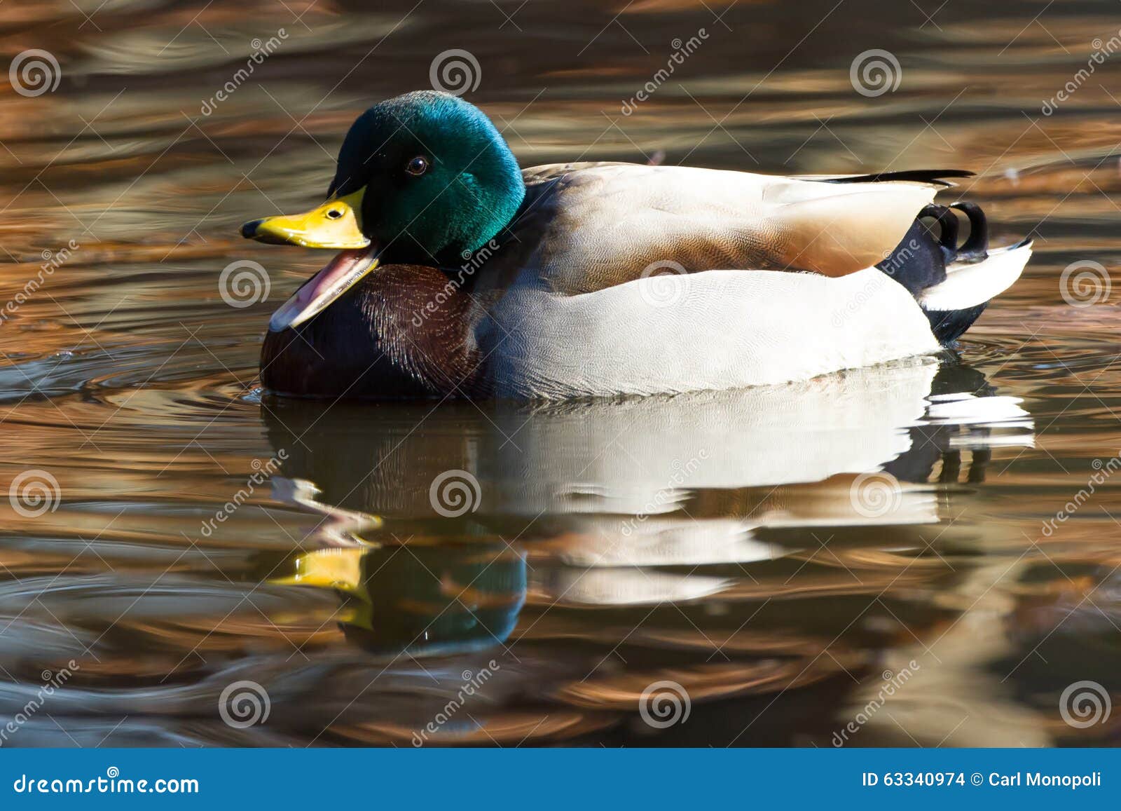Quack! stock photo. Image of reflection, male, swim, wildlife 63340974