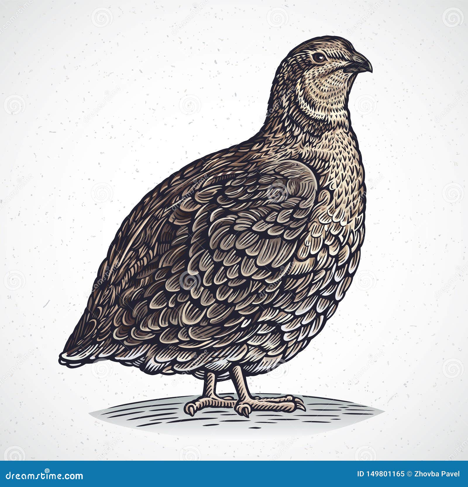 graphical quail in engraving style