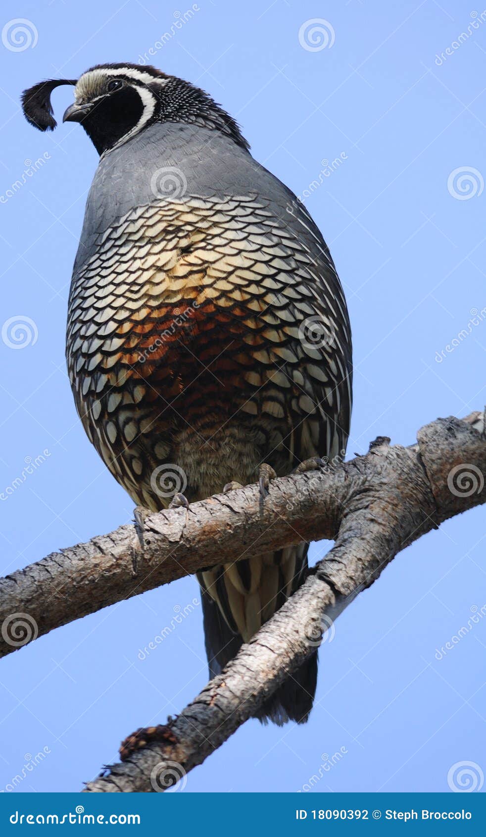 Quail stock photo. Image of black, blue, tree, perch 18090392