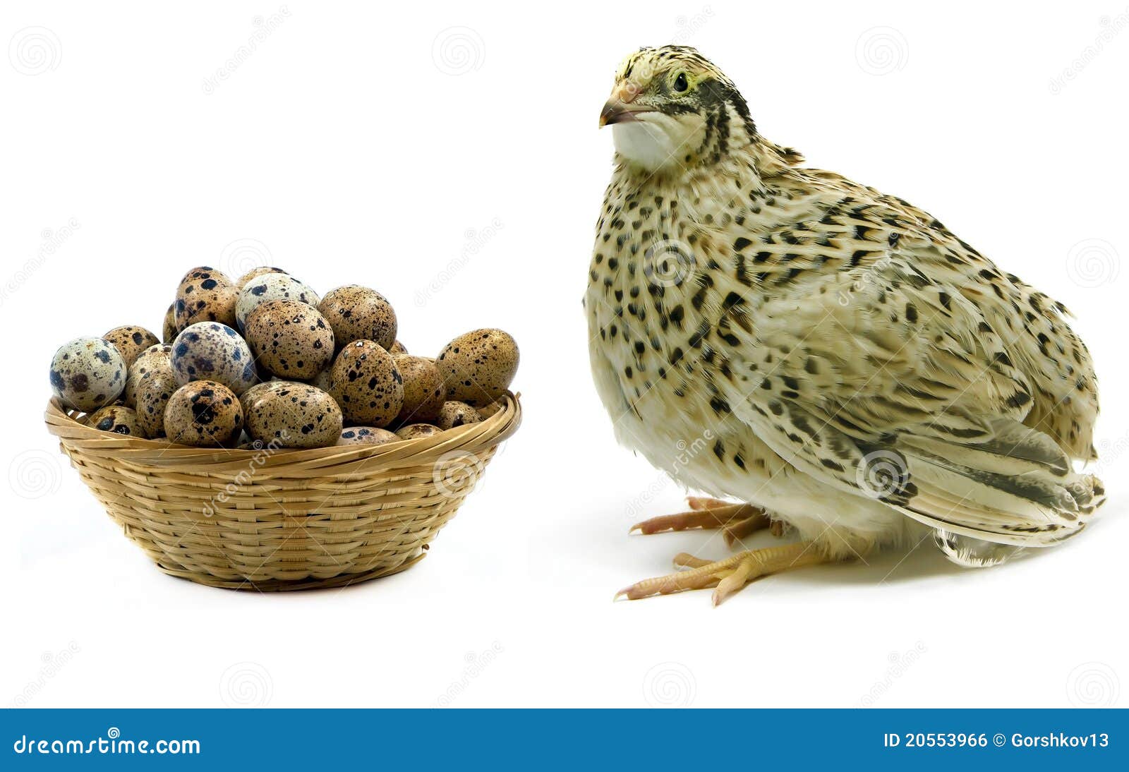 Quail and basket with eggs stock photo. Image of diet 20553966